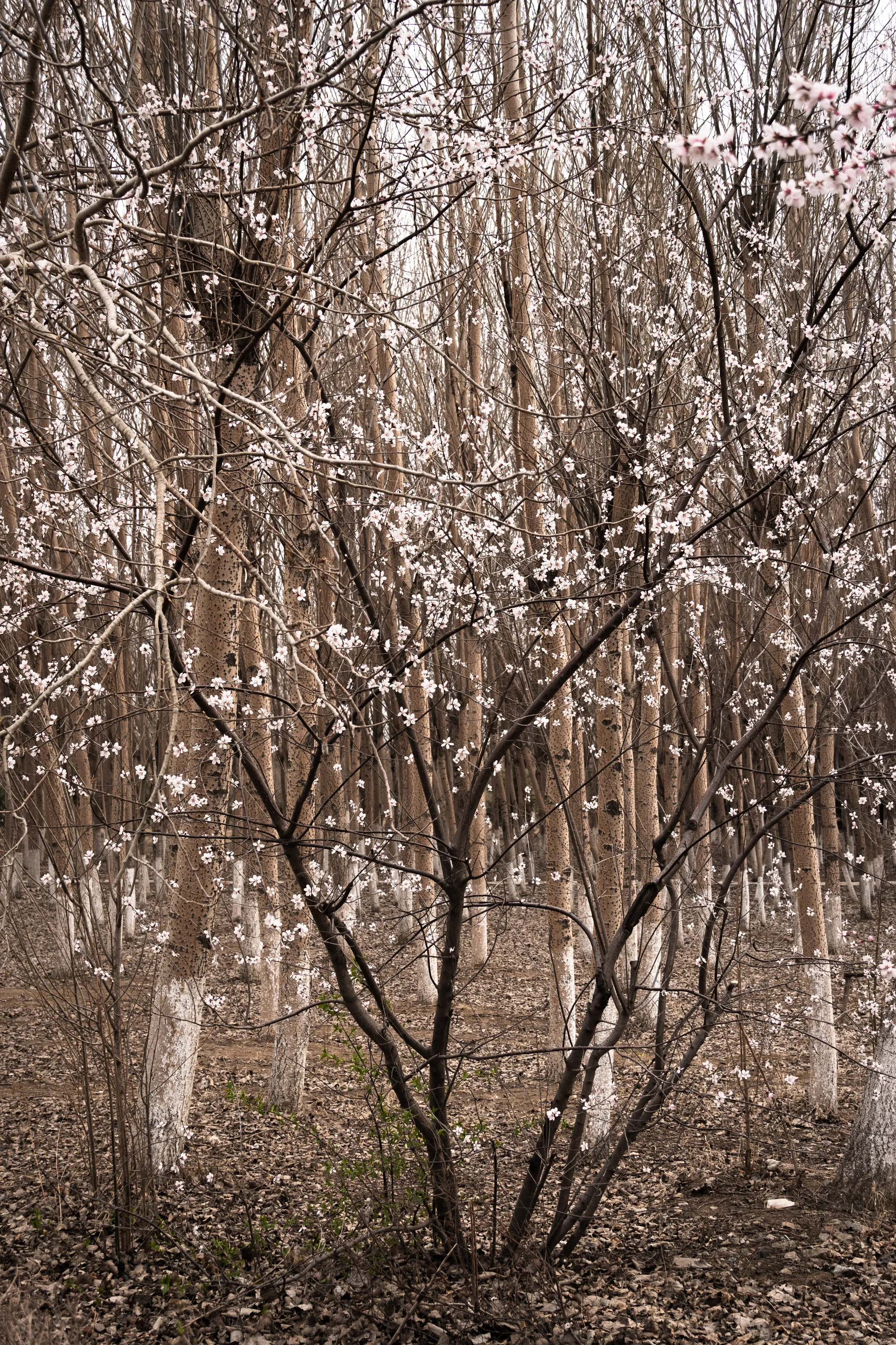The simplicity of the nature