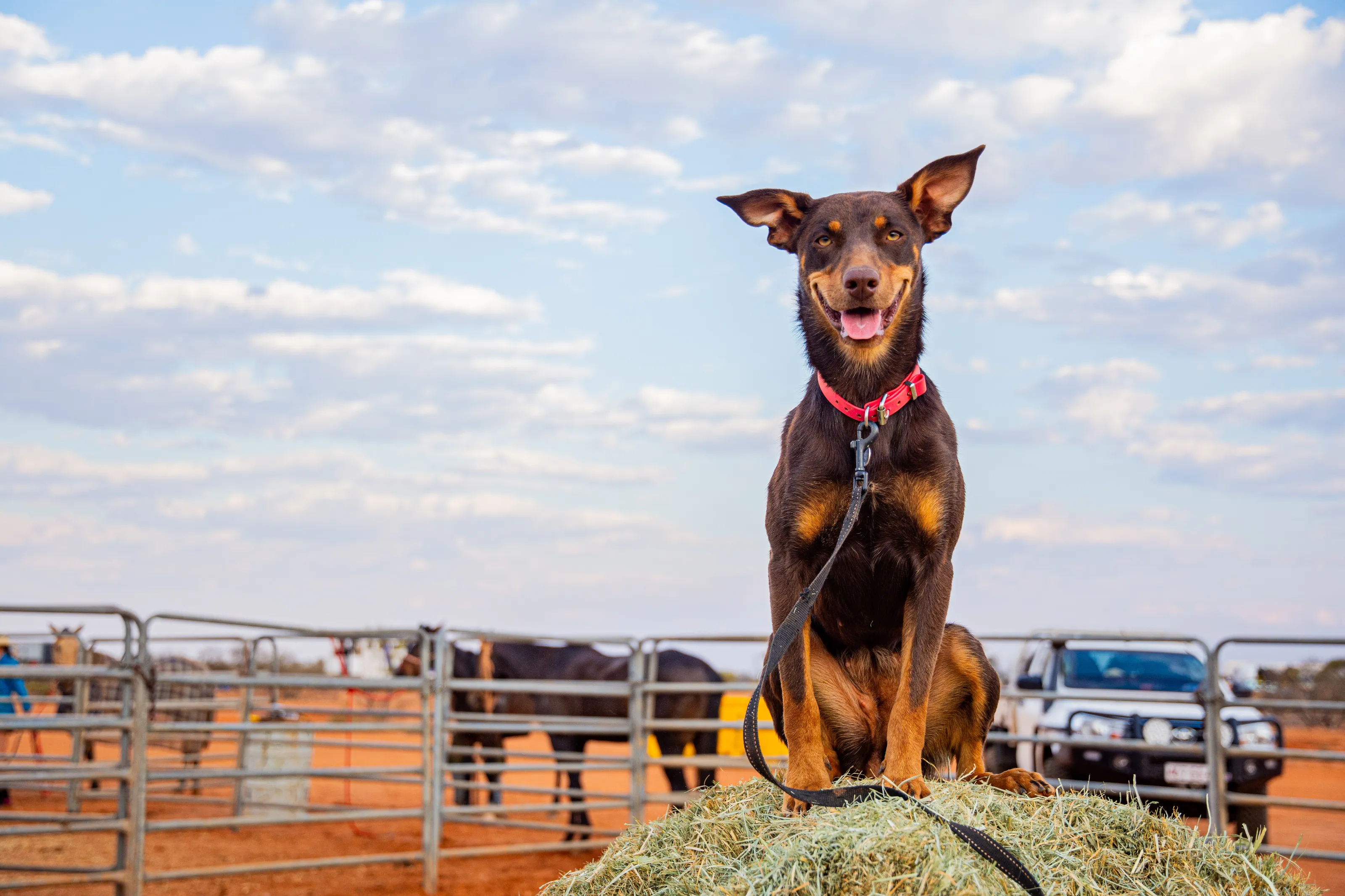 Wanda the Kelpie Dog
