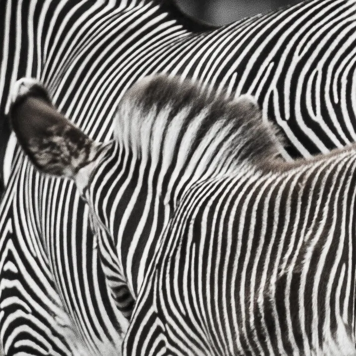 Stripes and Stripes