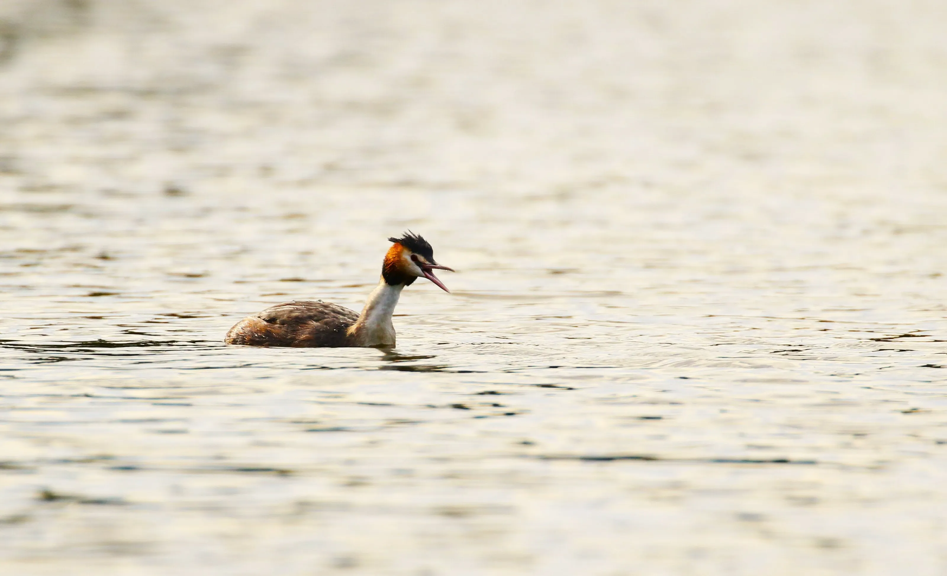 Drifting grebe
