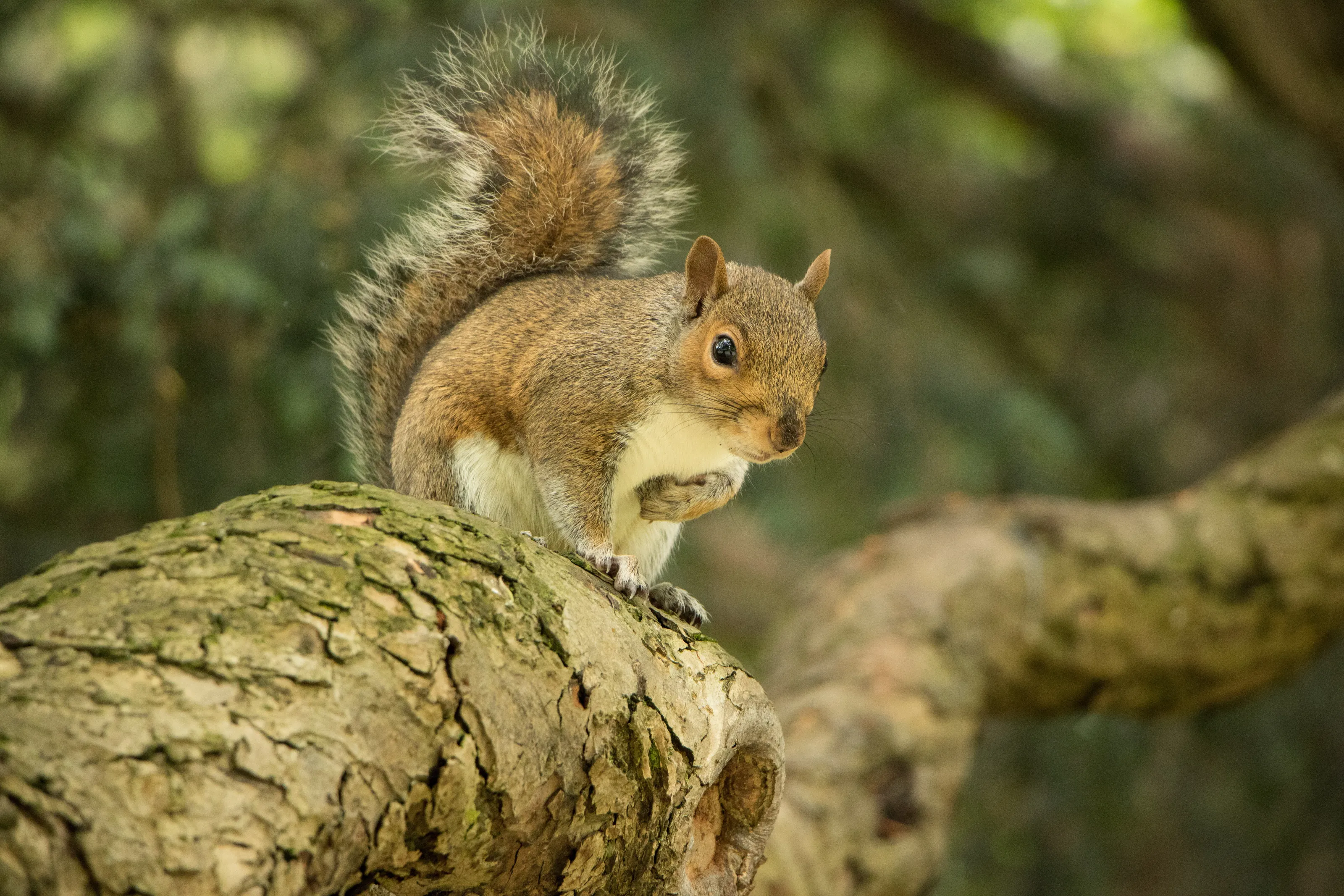 Squirrel