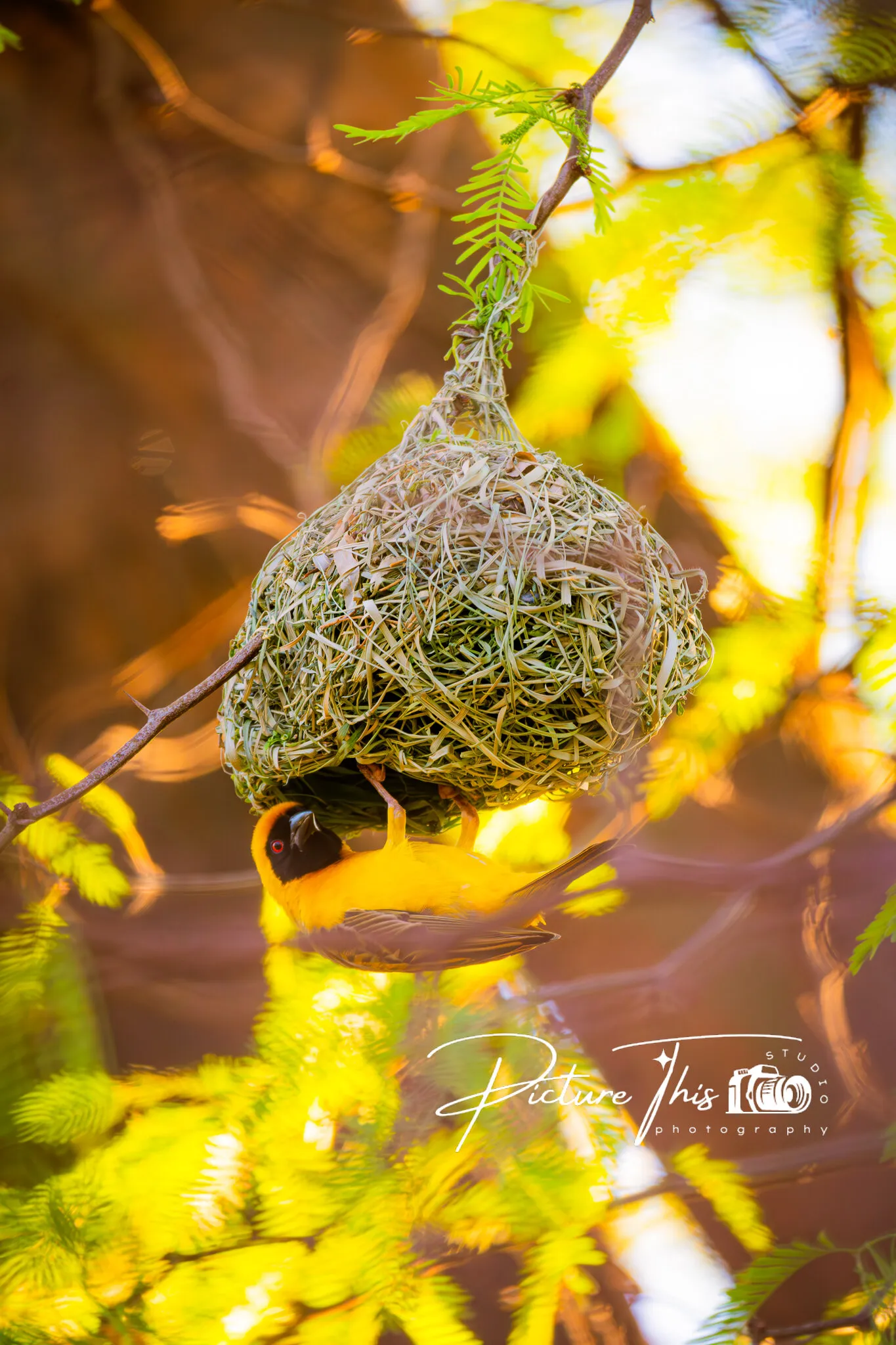 Breakfast in Bed: The Nest-Nourishing Mae stro