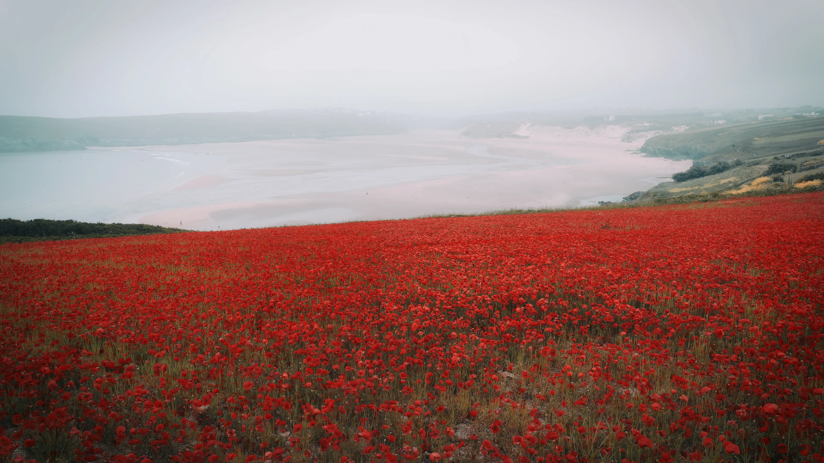 Pentire Poppies
