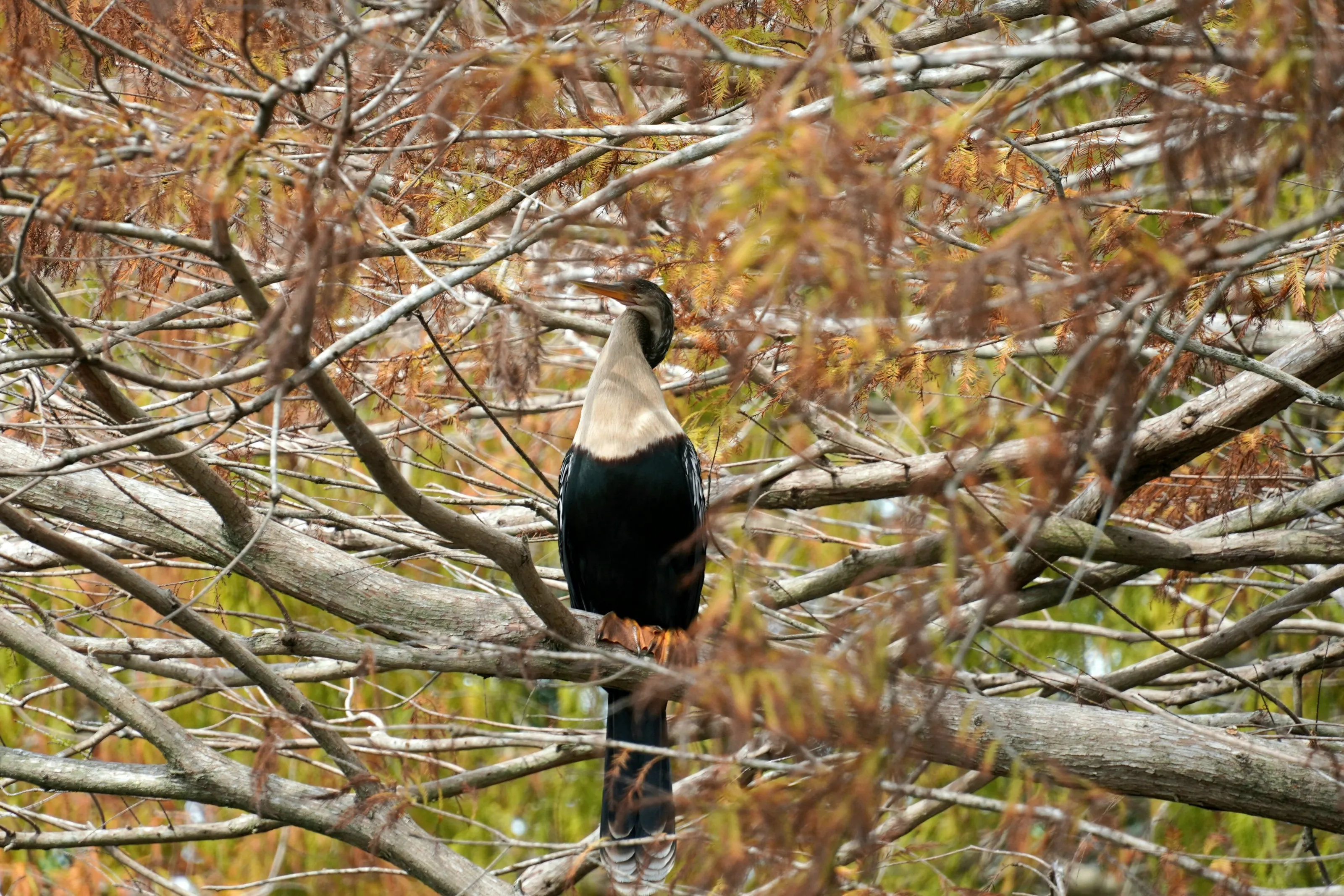 Ahinga Aka Snakebird