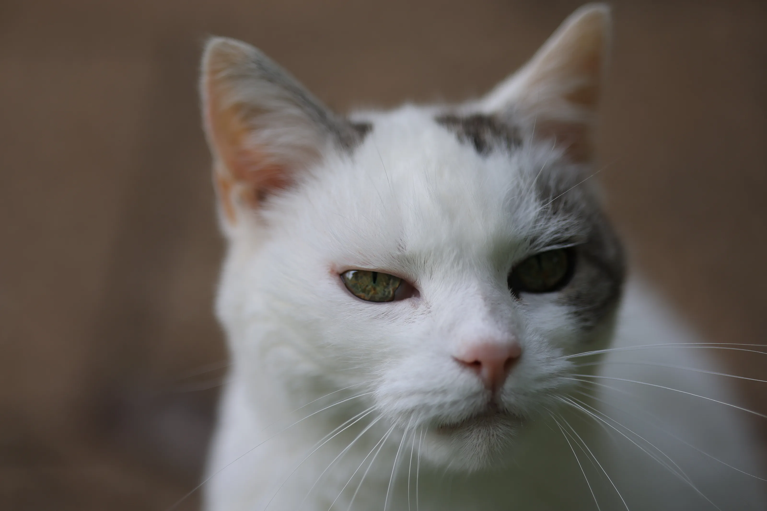 Madame Coco