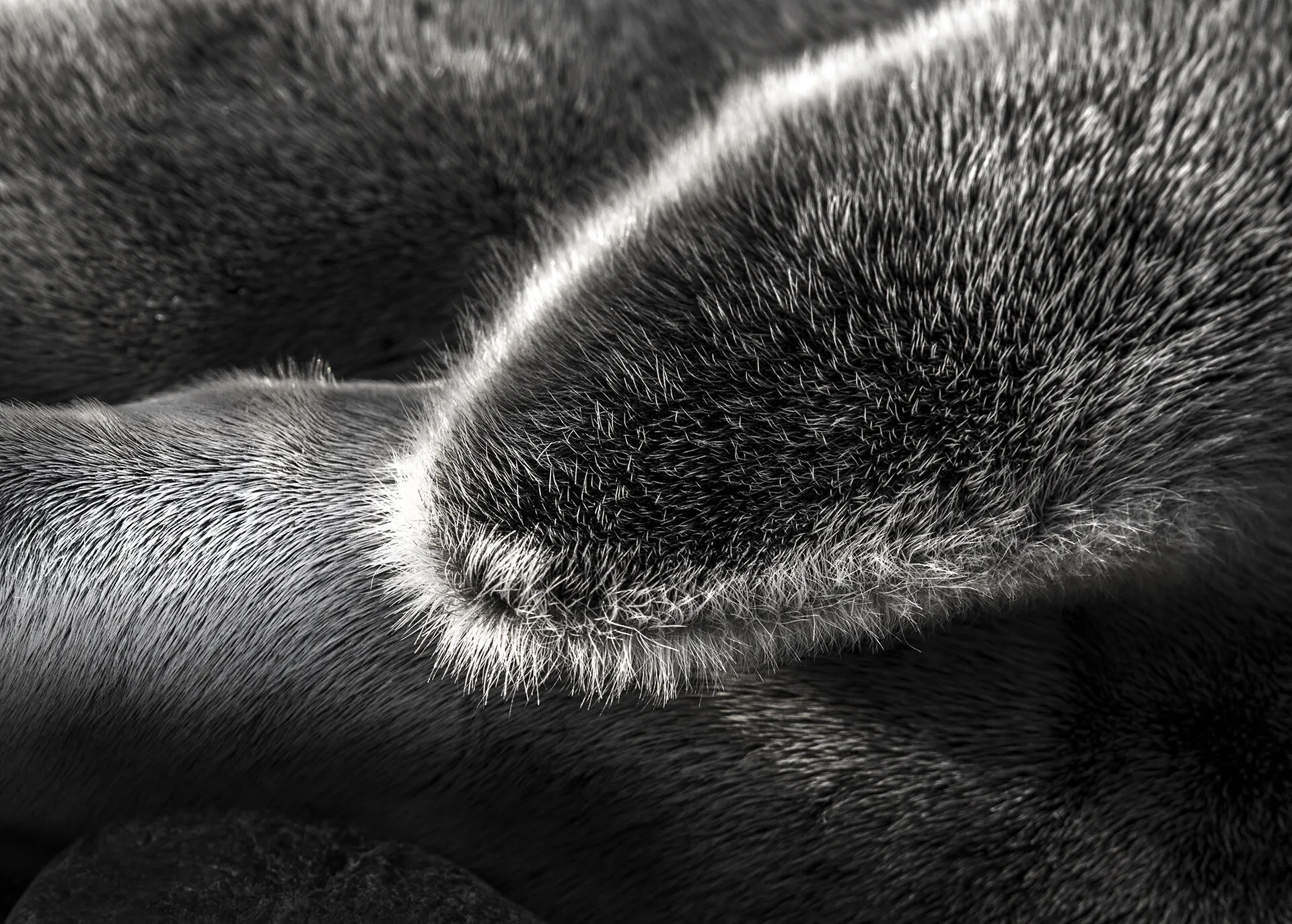 Small Tails