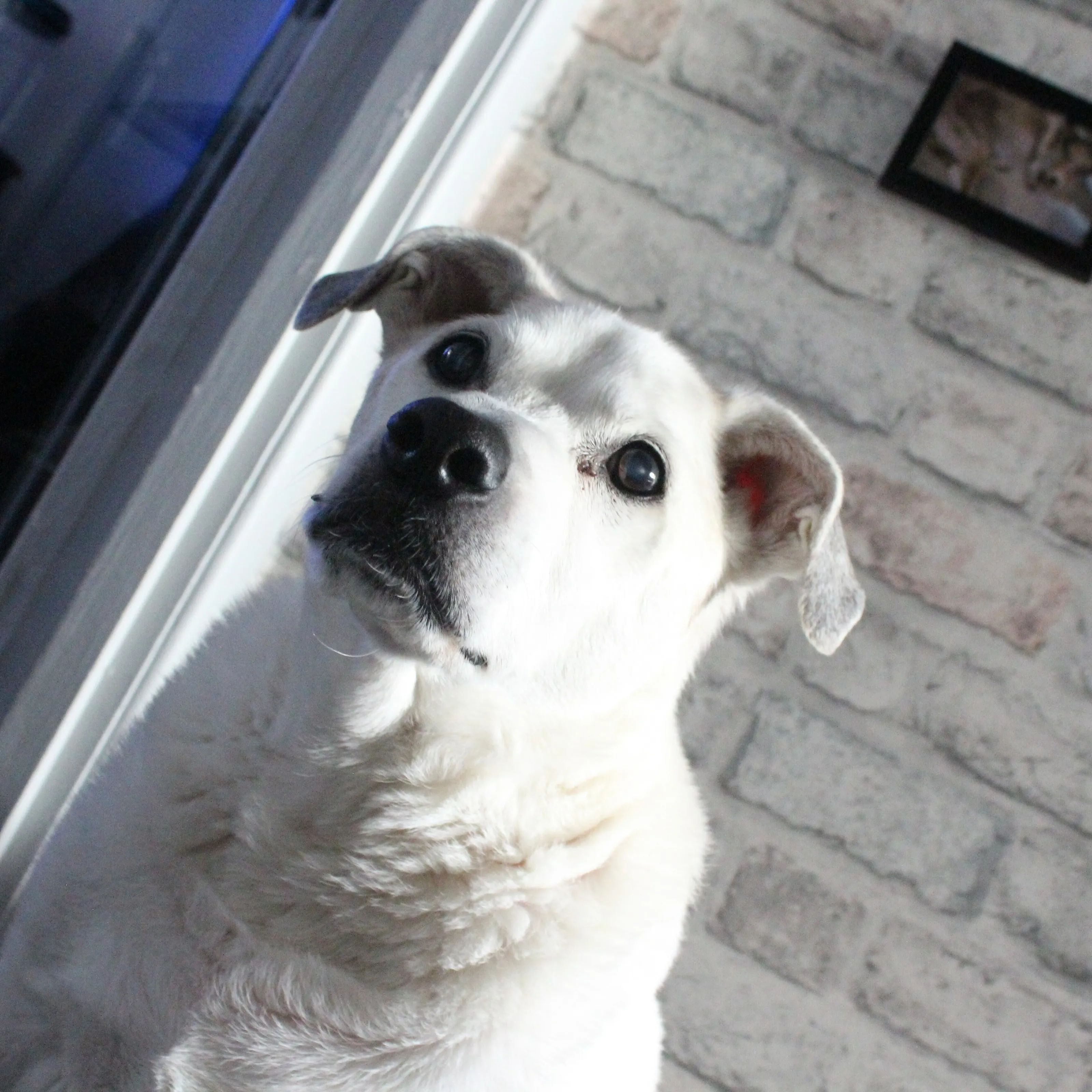 white Stafford cross dog