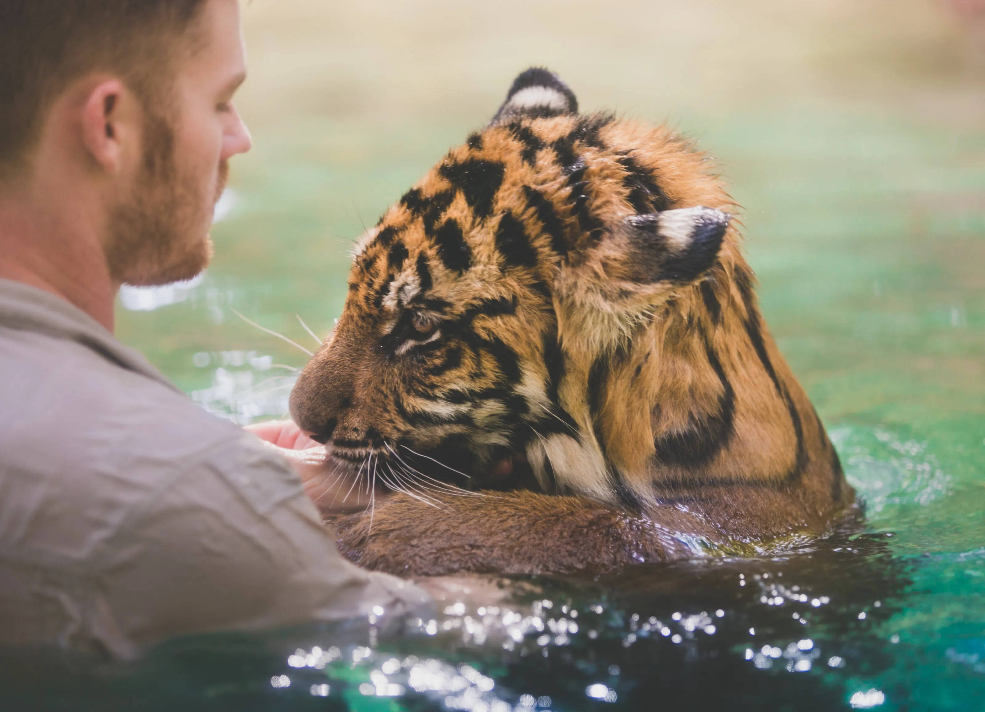 Who knew tigers are a man's best friend?