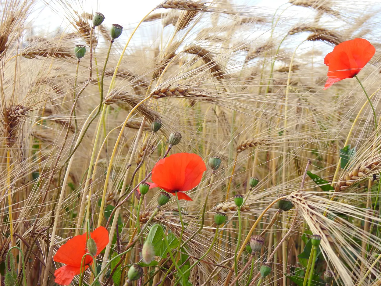 Entry 18326200