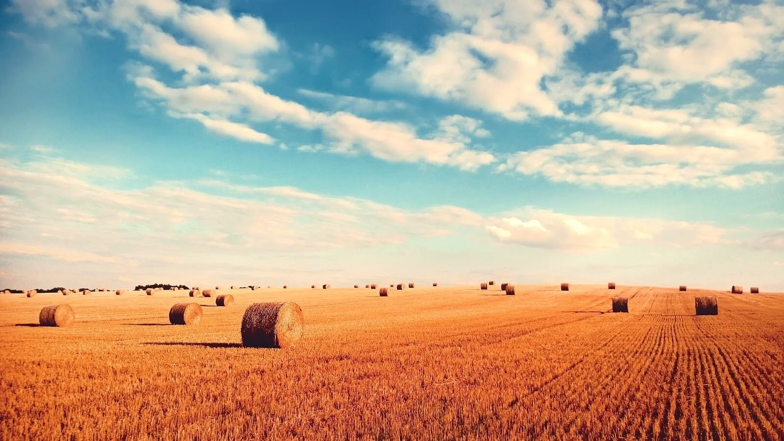 Bales of straw