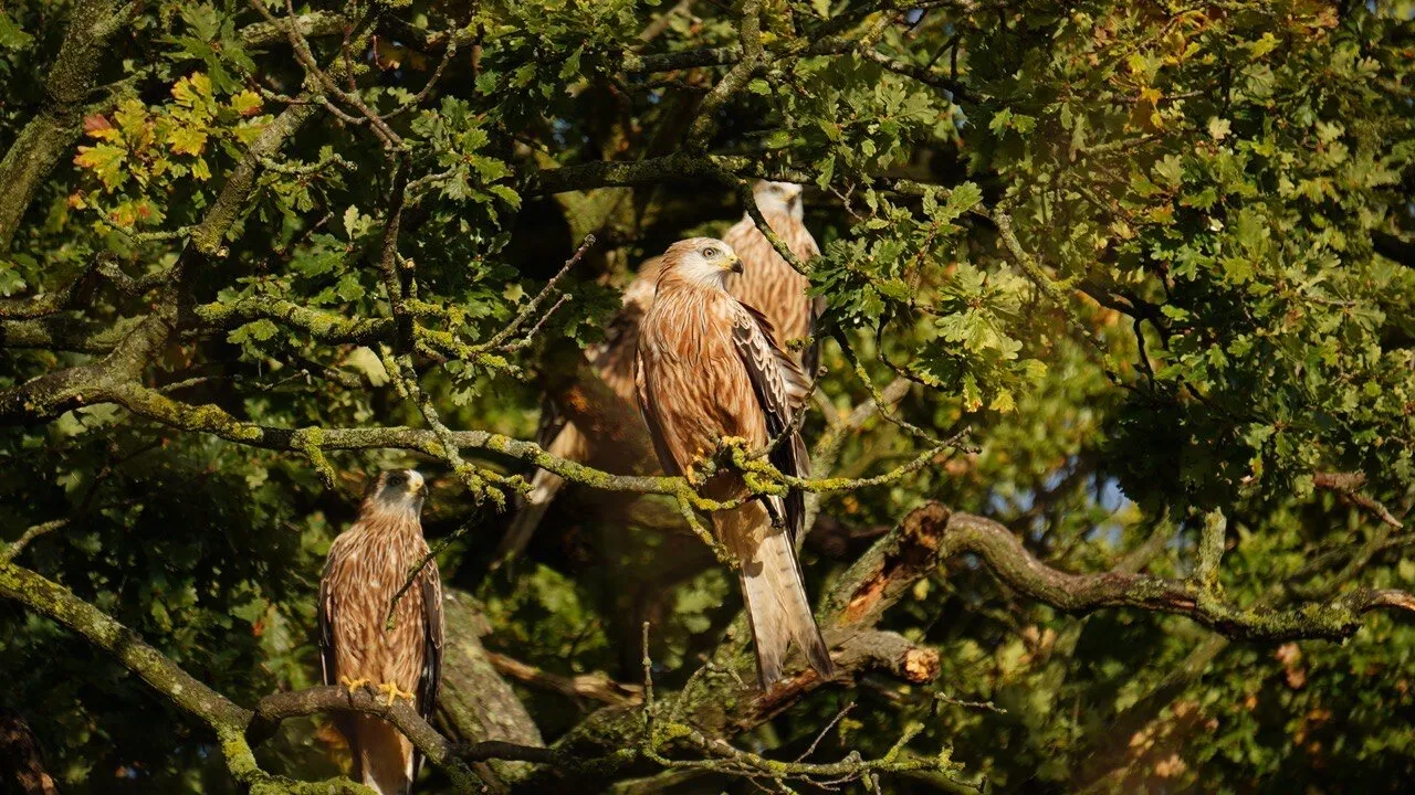 Red Kite in tree