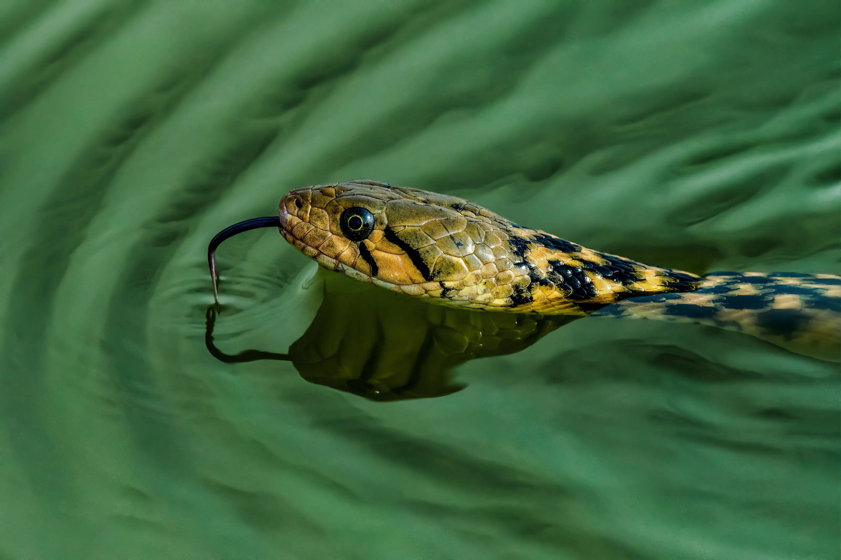 checkered keelback