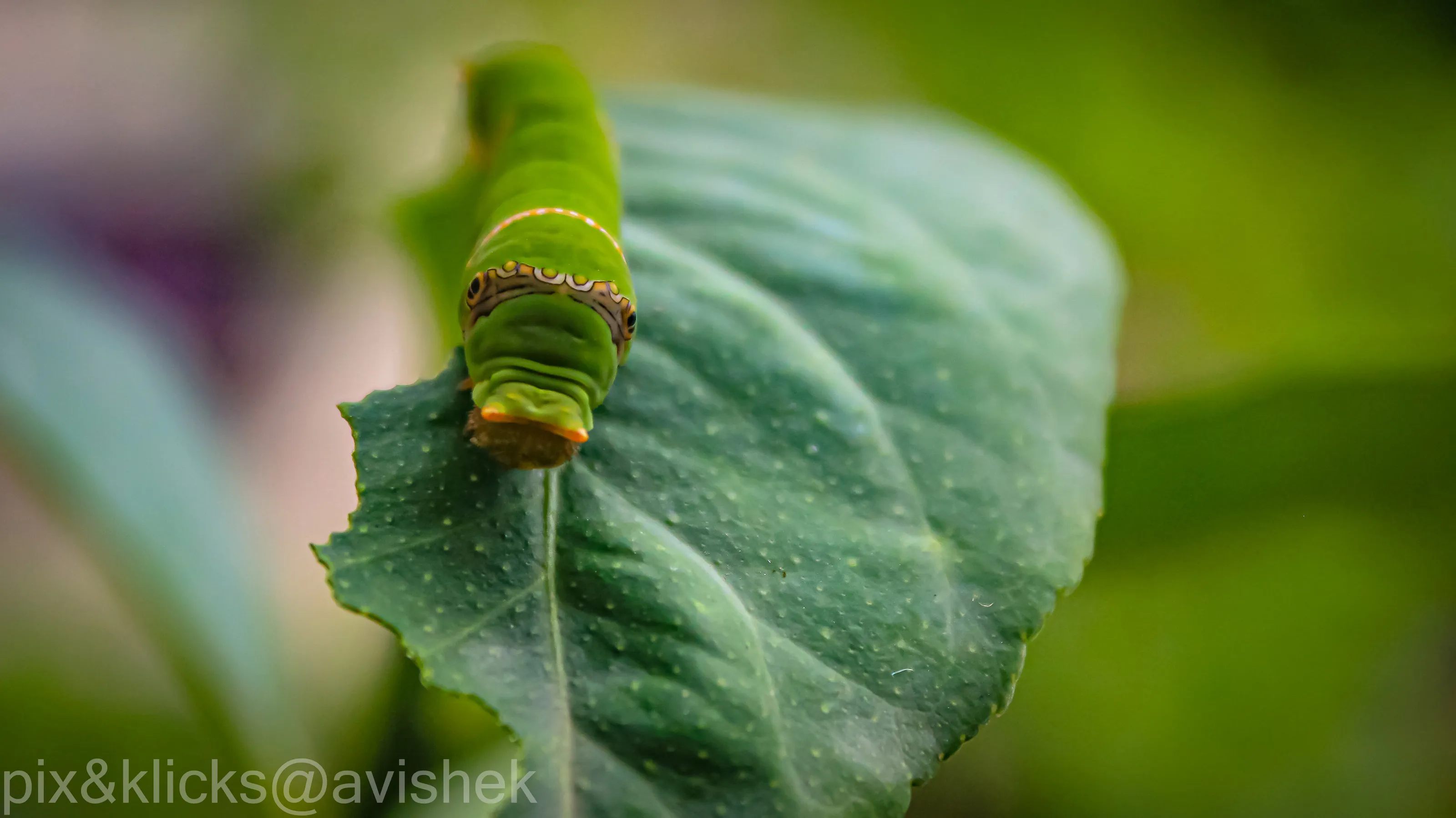 caterpillar