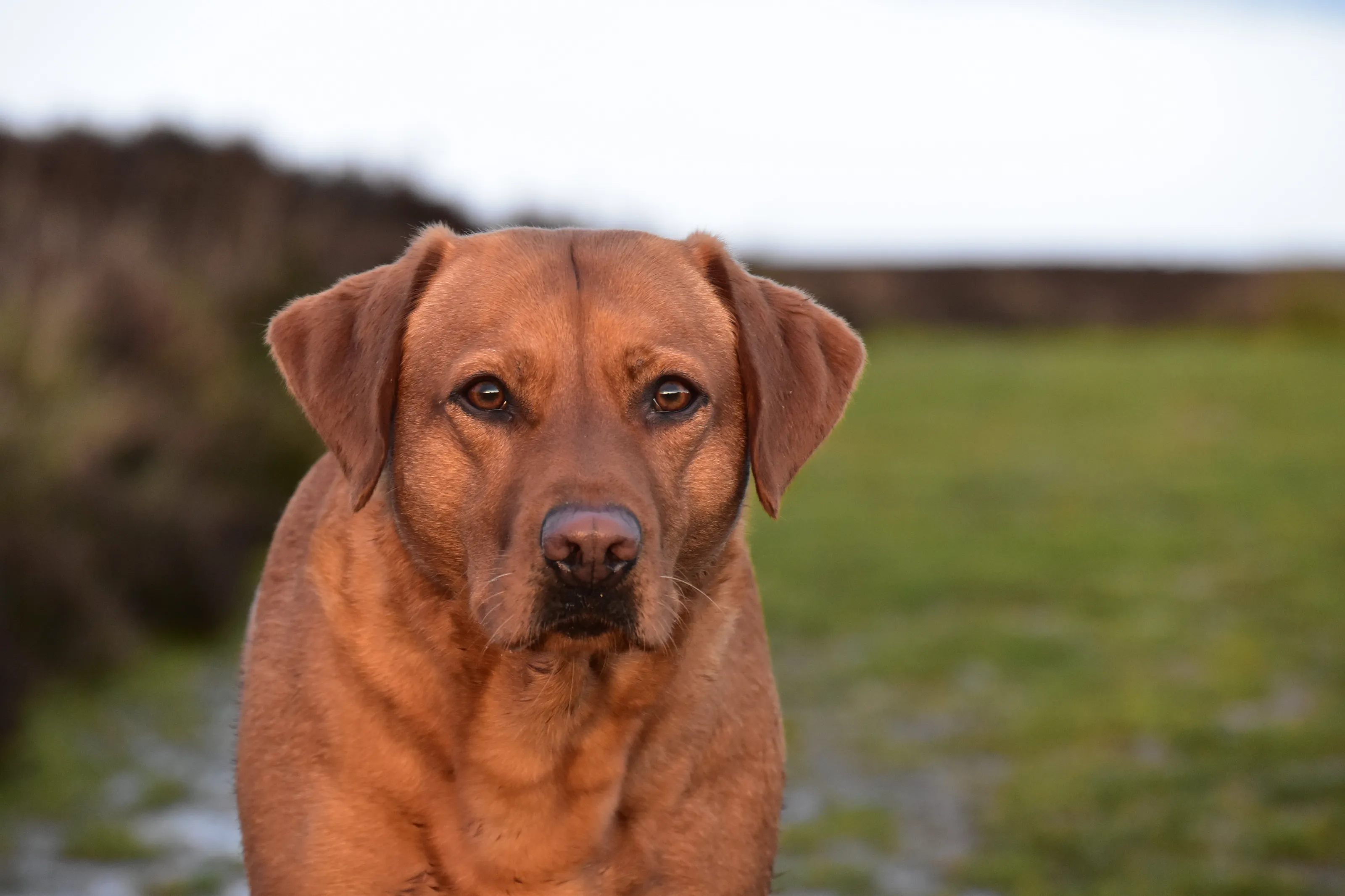 Labrador looking