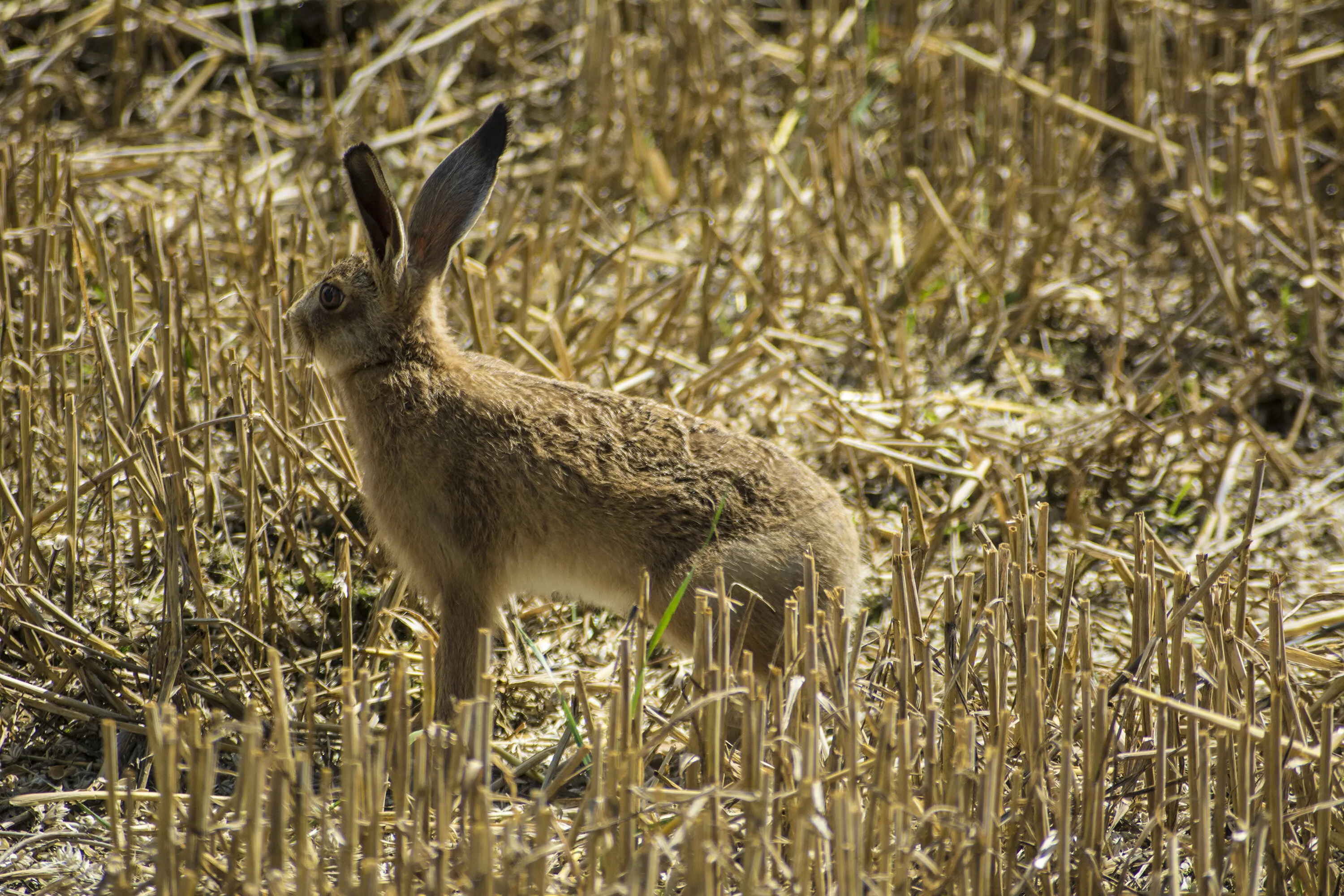 Hare today gone tomorrow