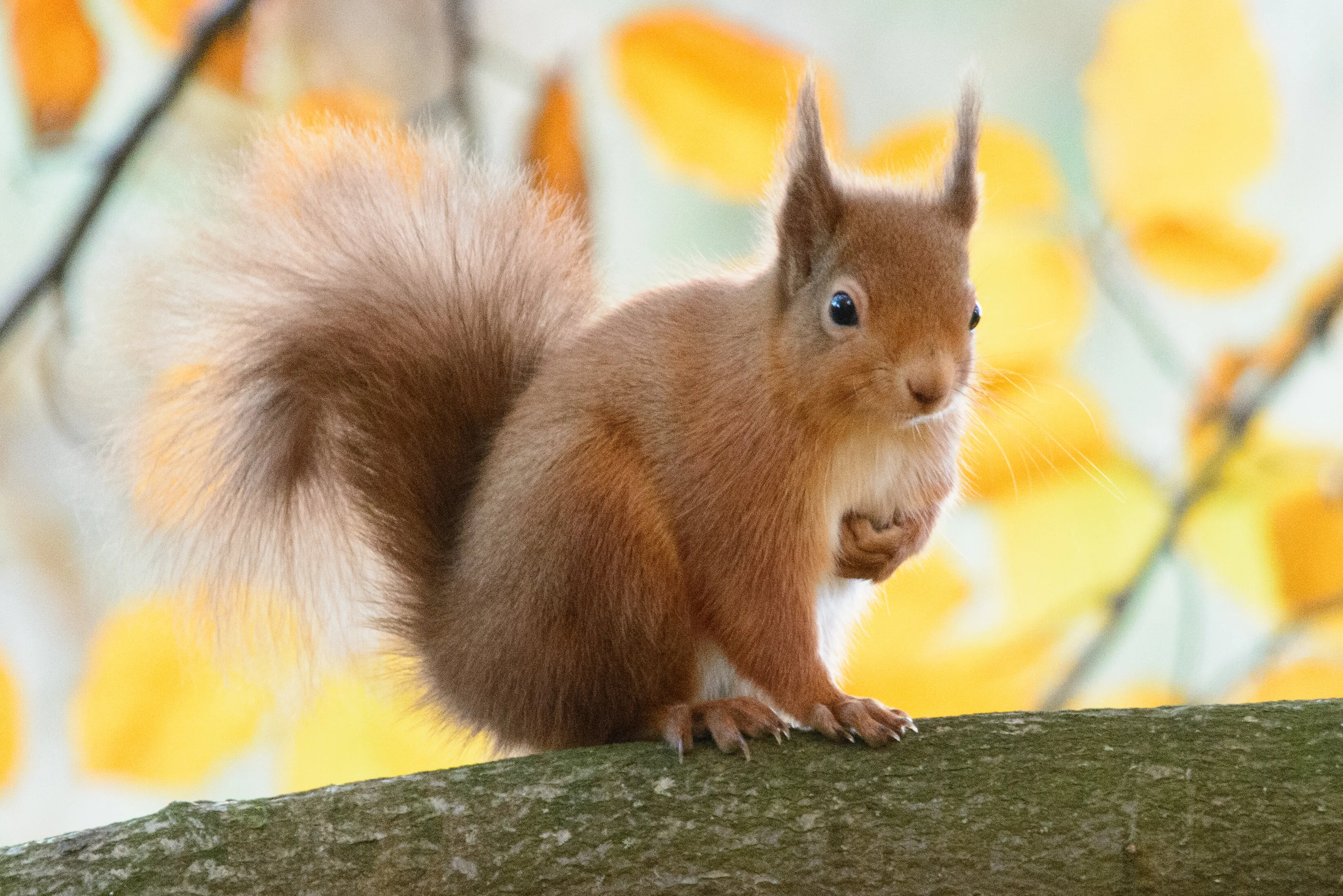 Autumnal Red Squirrel