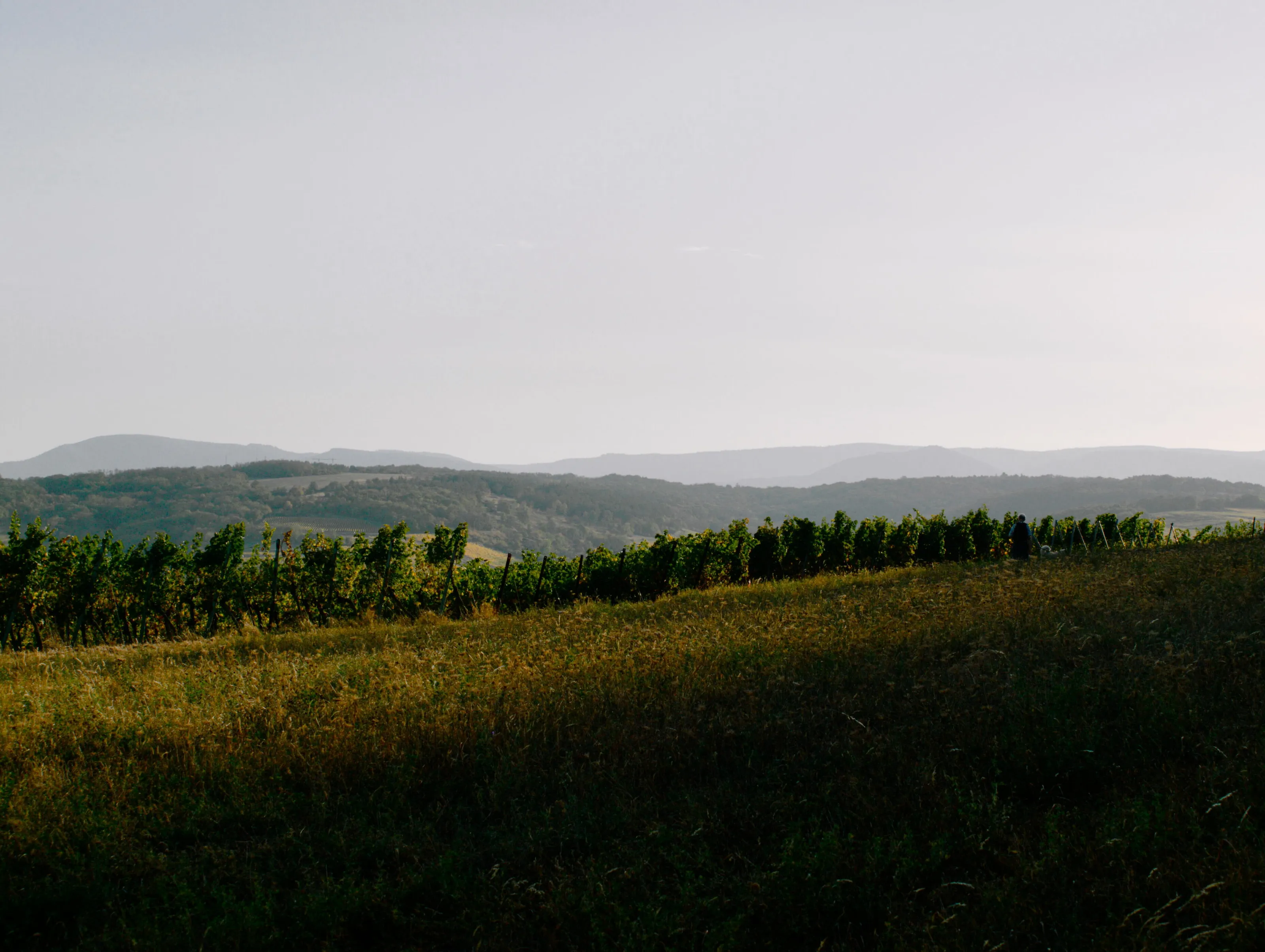 Wineyard on the Scharrach hill in Alsace, France
