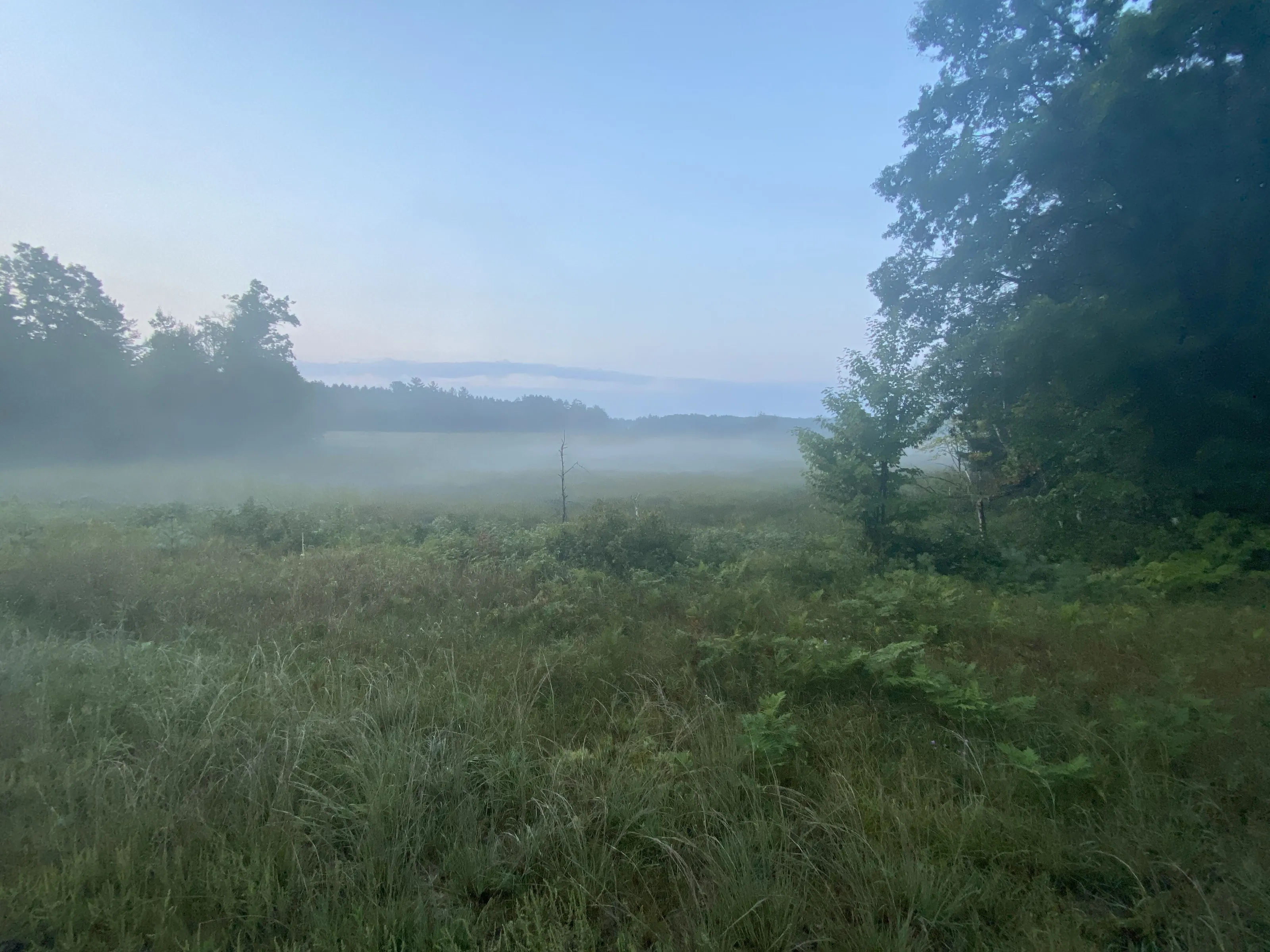 Foggy Dawn
