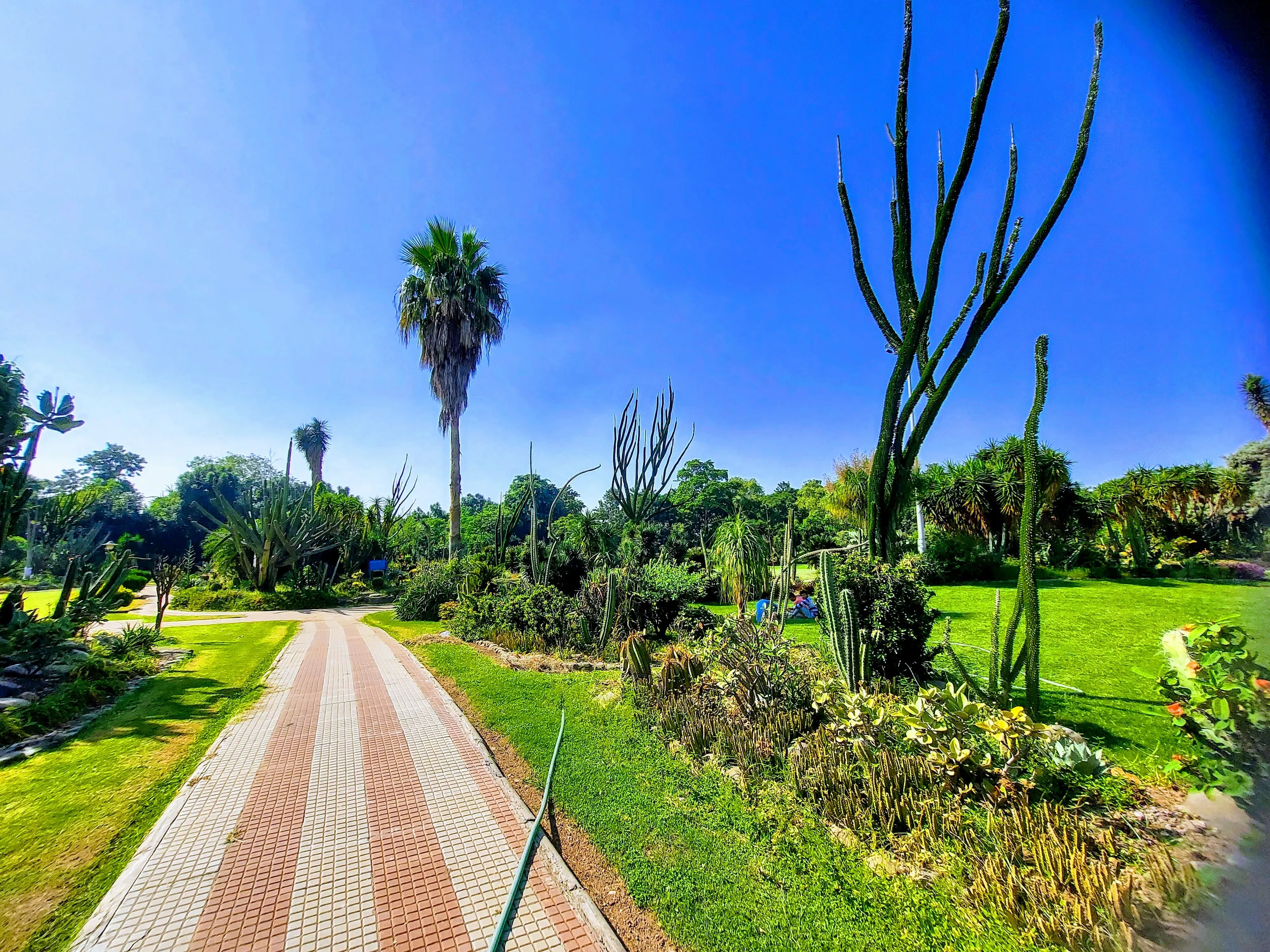 "Prickly Paradise: The Cactus Haven of Chandigarh"