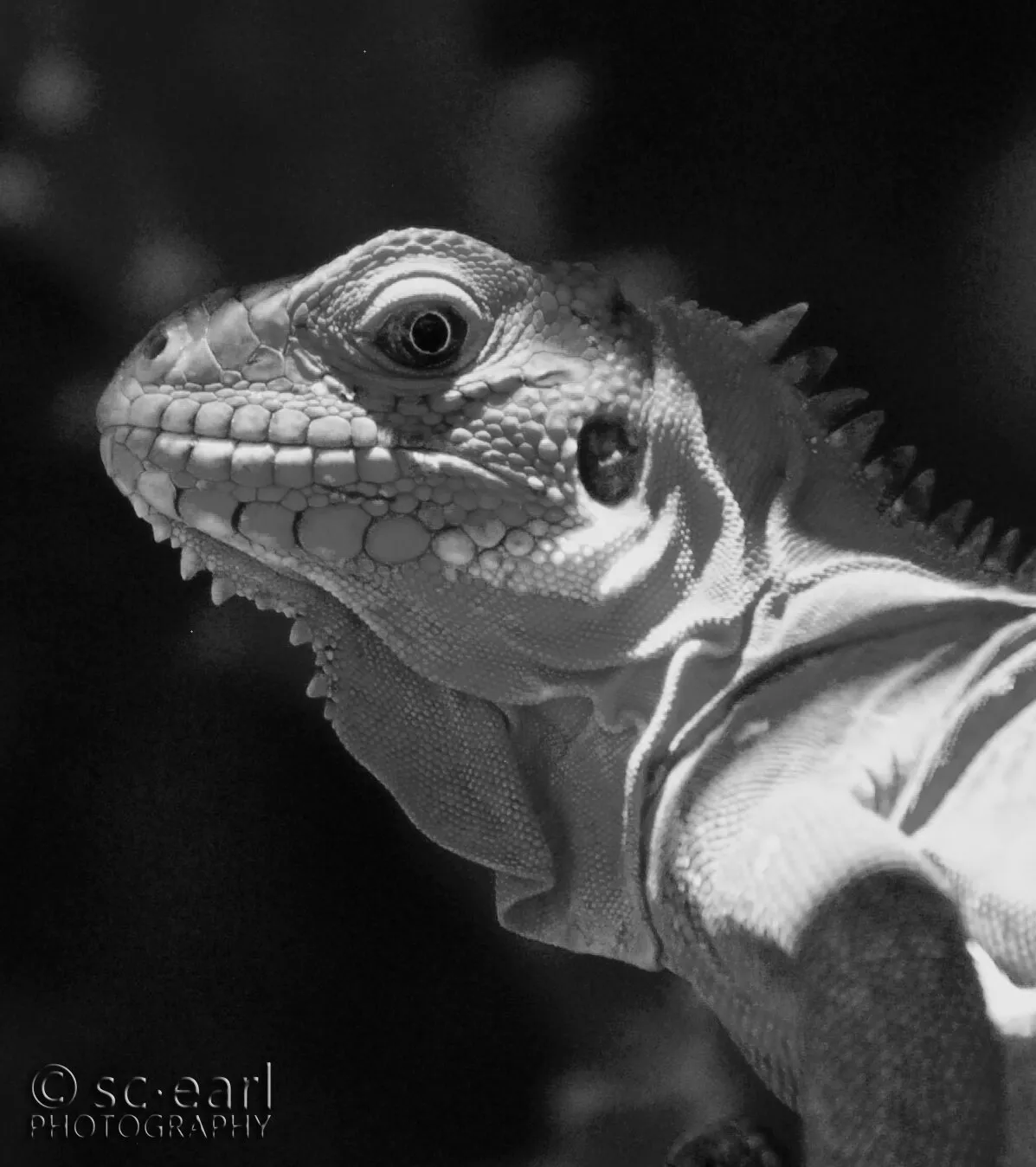 Iguana