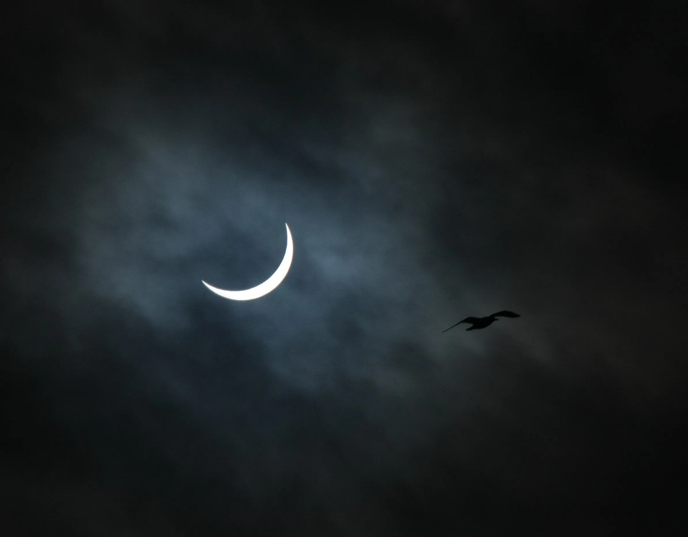 Seagull Eclipse