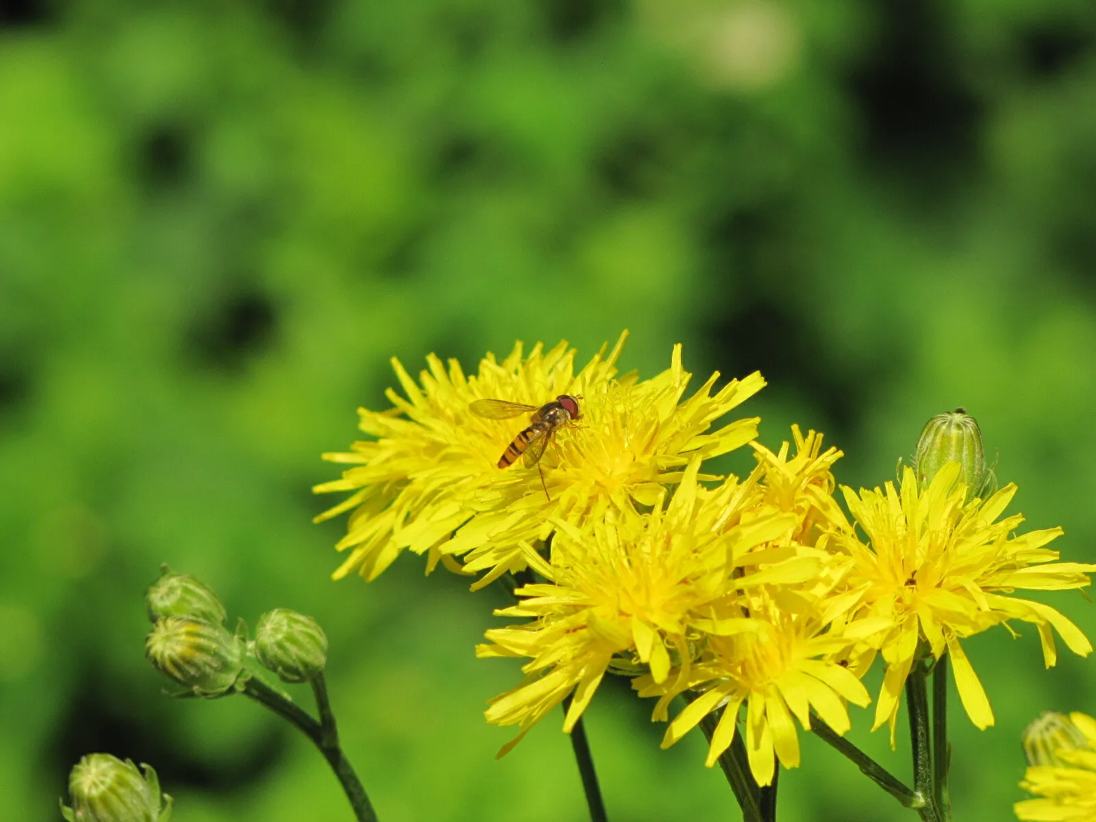 Small syrphid fly on a flower
