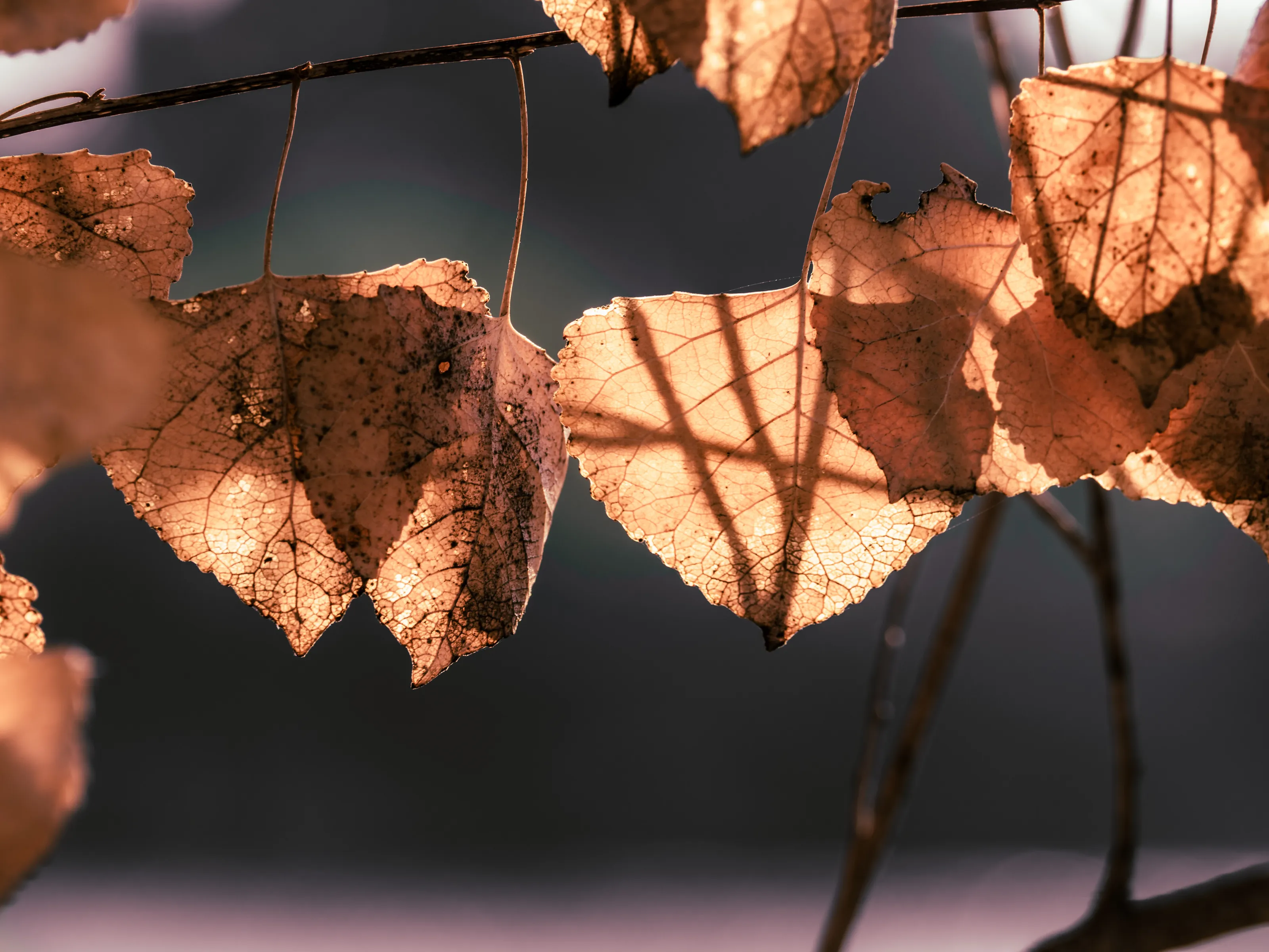 Sunlit Leaves