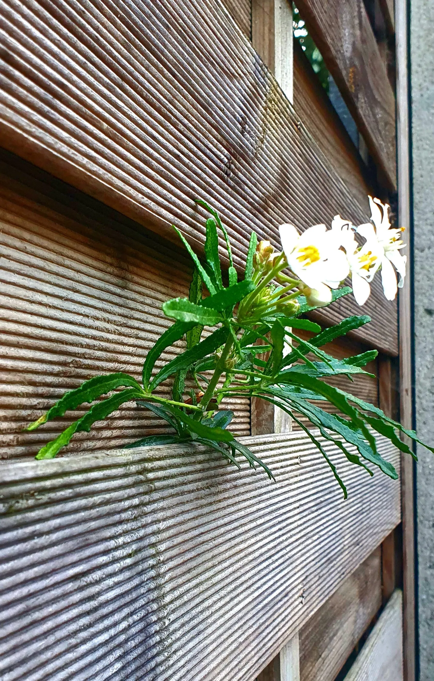 A flower of hope