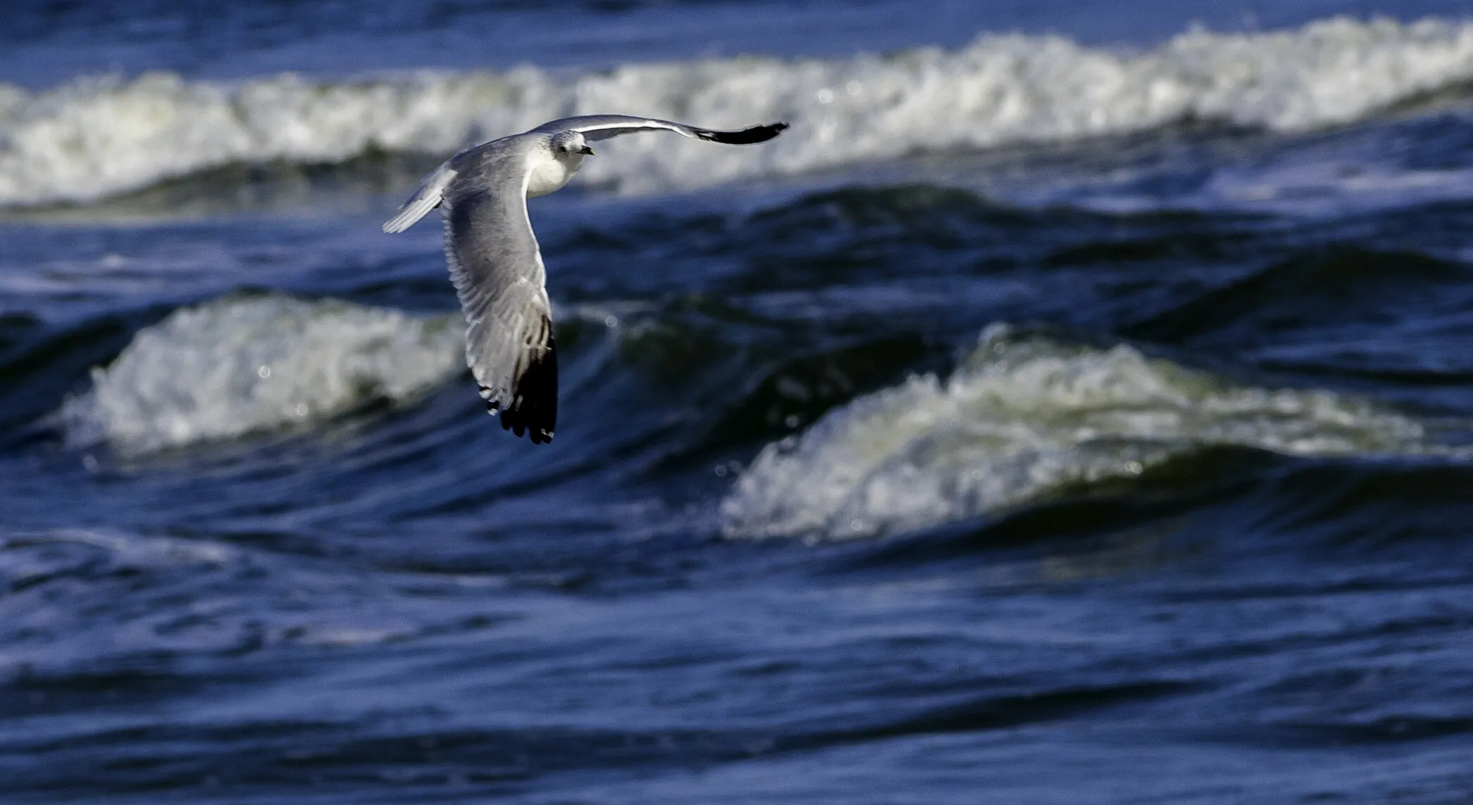 Seagull Flying Over The Ocean