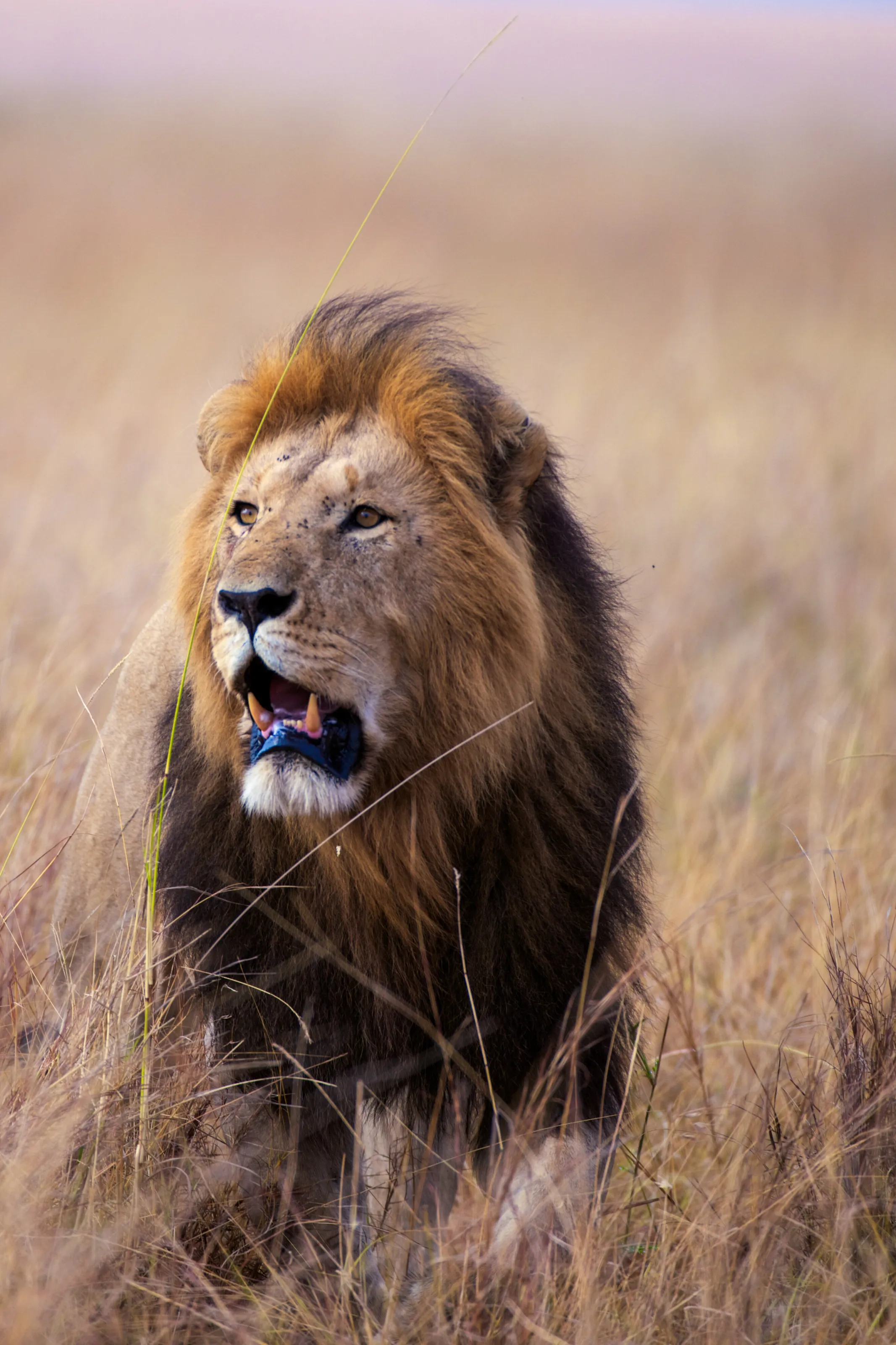 Lion on Masai Mara plain