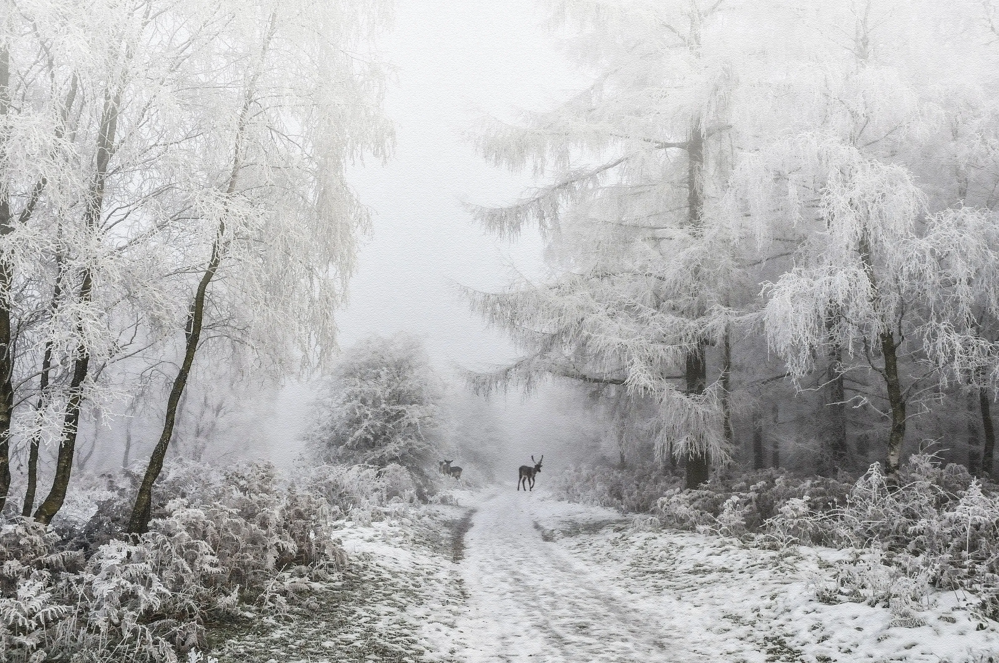 Hoar Frost Cannock Chase