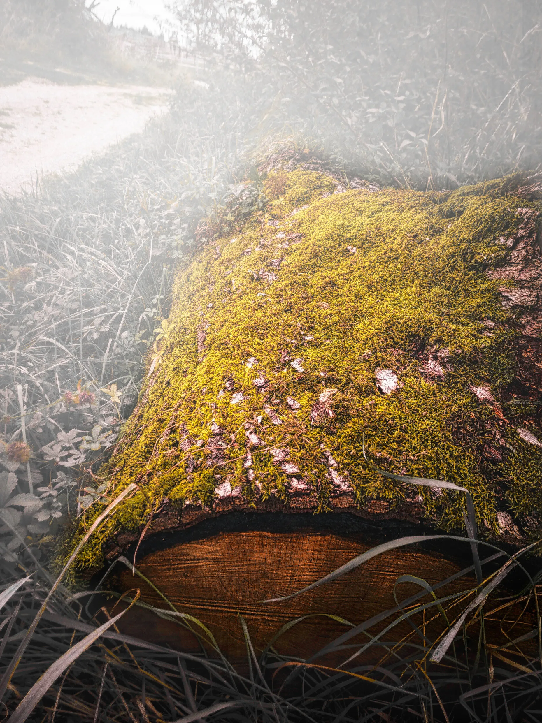 Tree Trunk