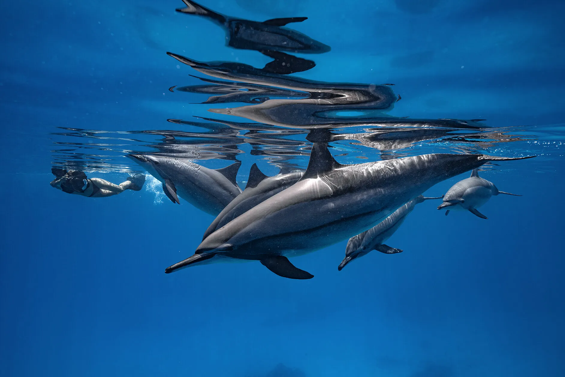 Dolphins