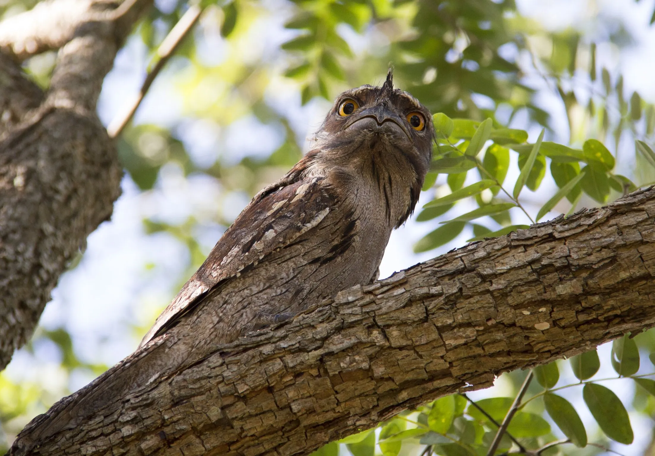 Frogmouth Owl