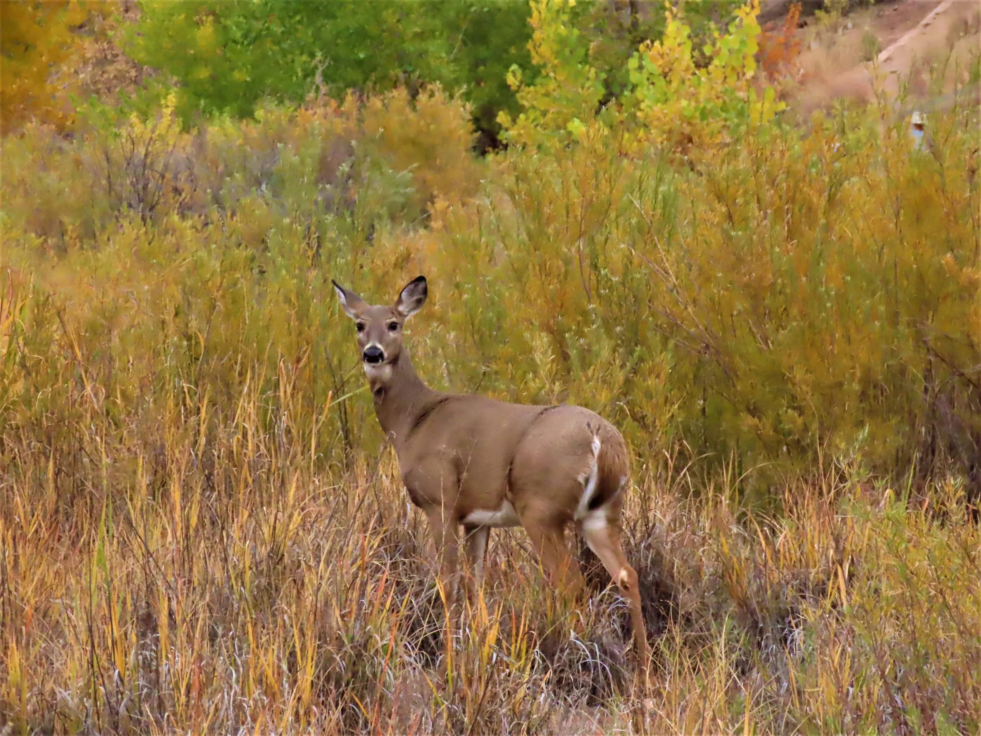 Deer in Fall Foliage