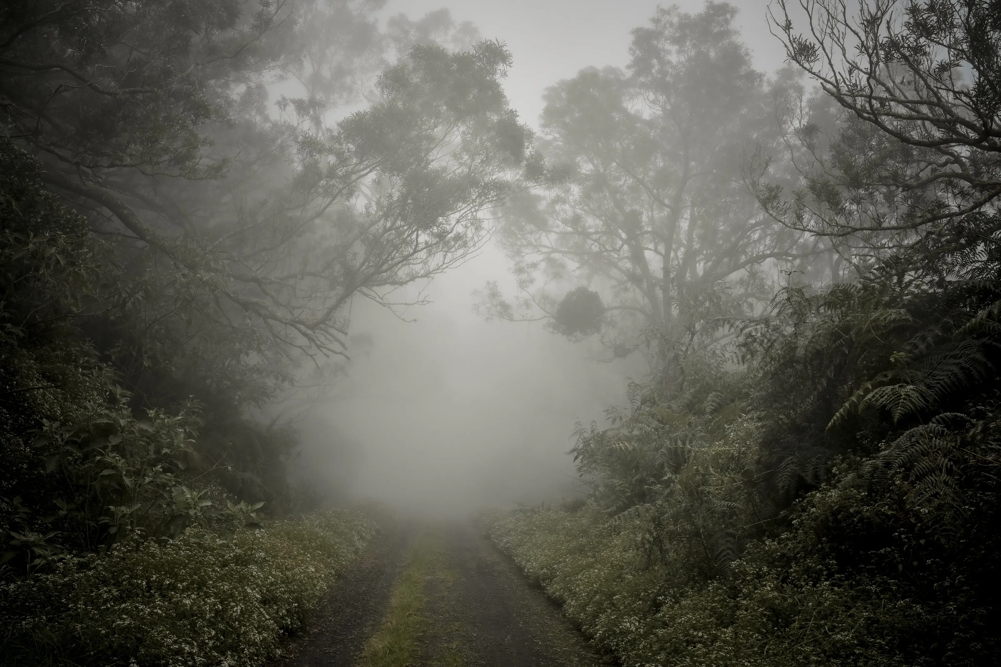 Chemin dans la brume