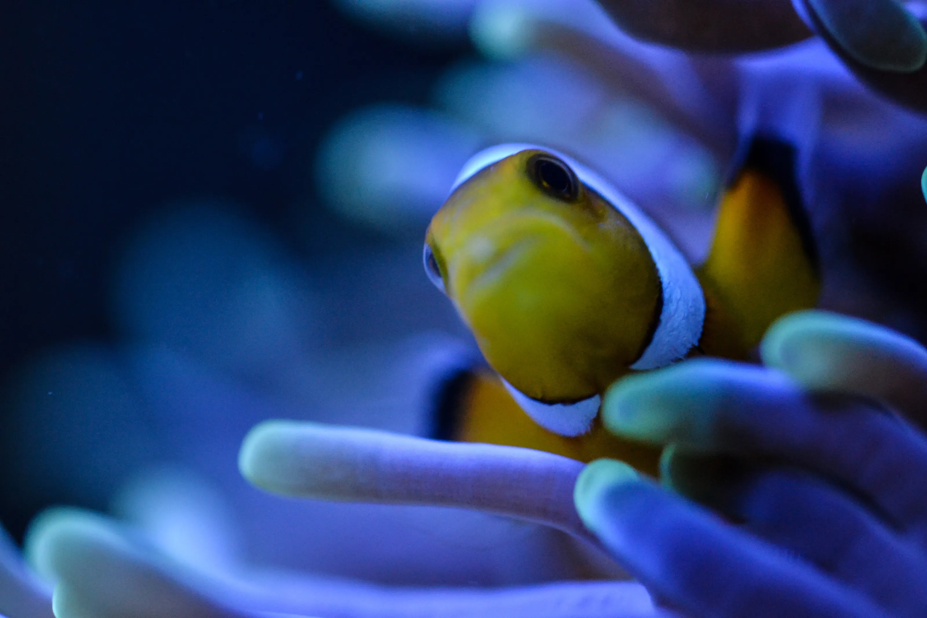 Clownfish