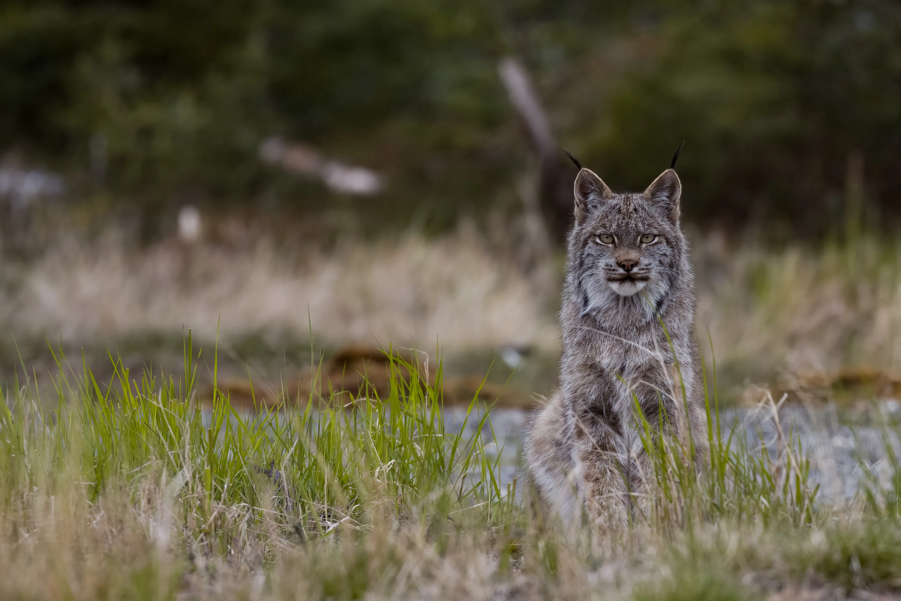 On The Prowl