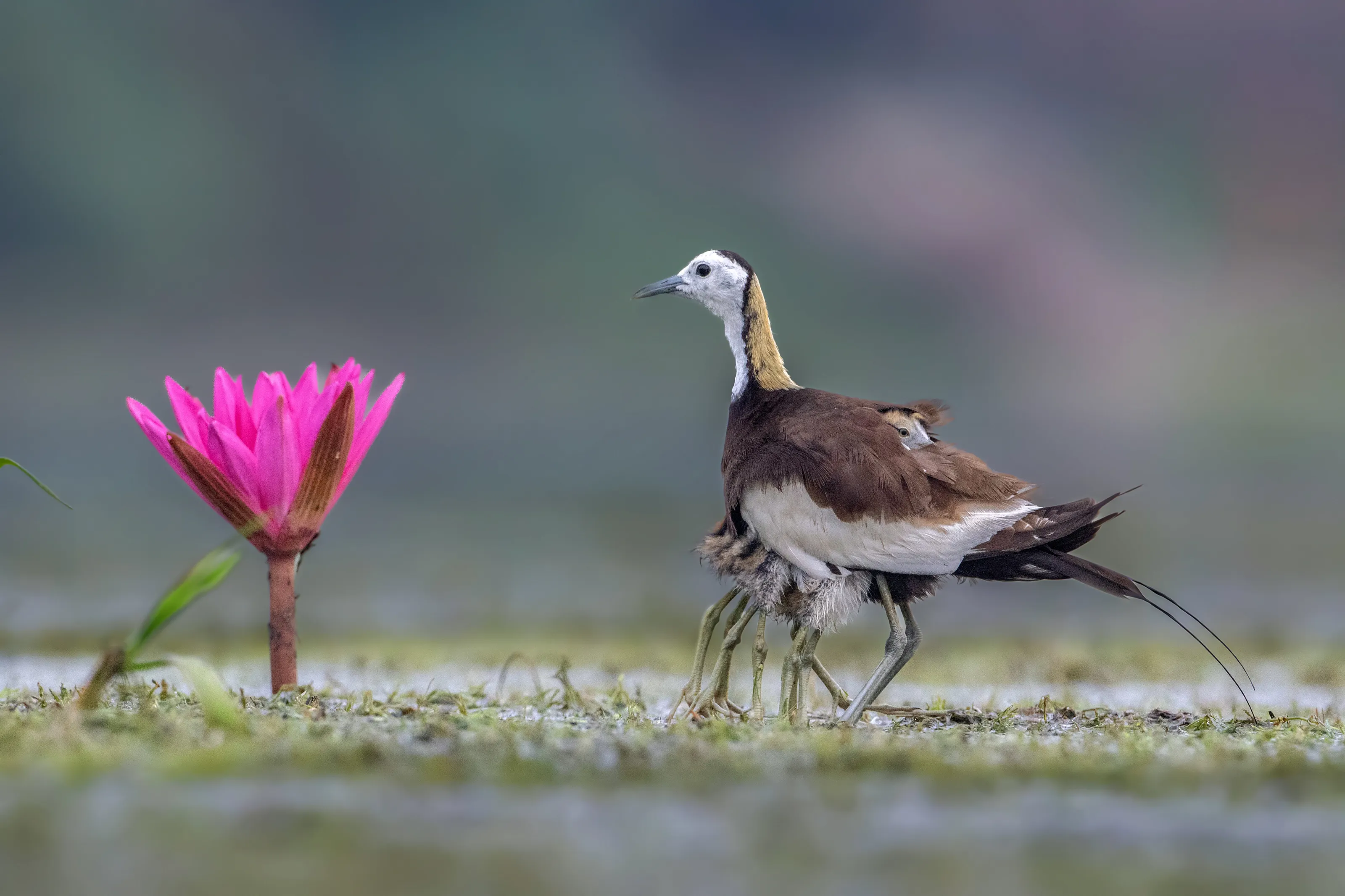 Pheasant-tailed jacana with chicks