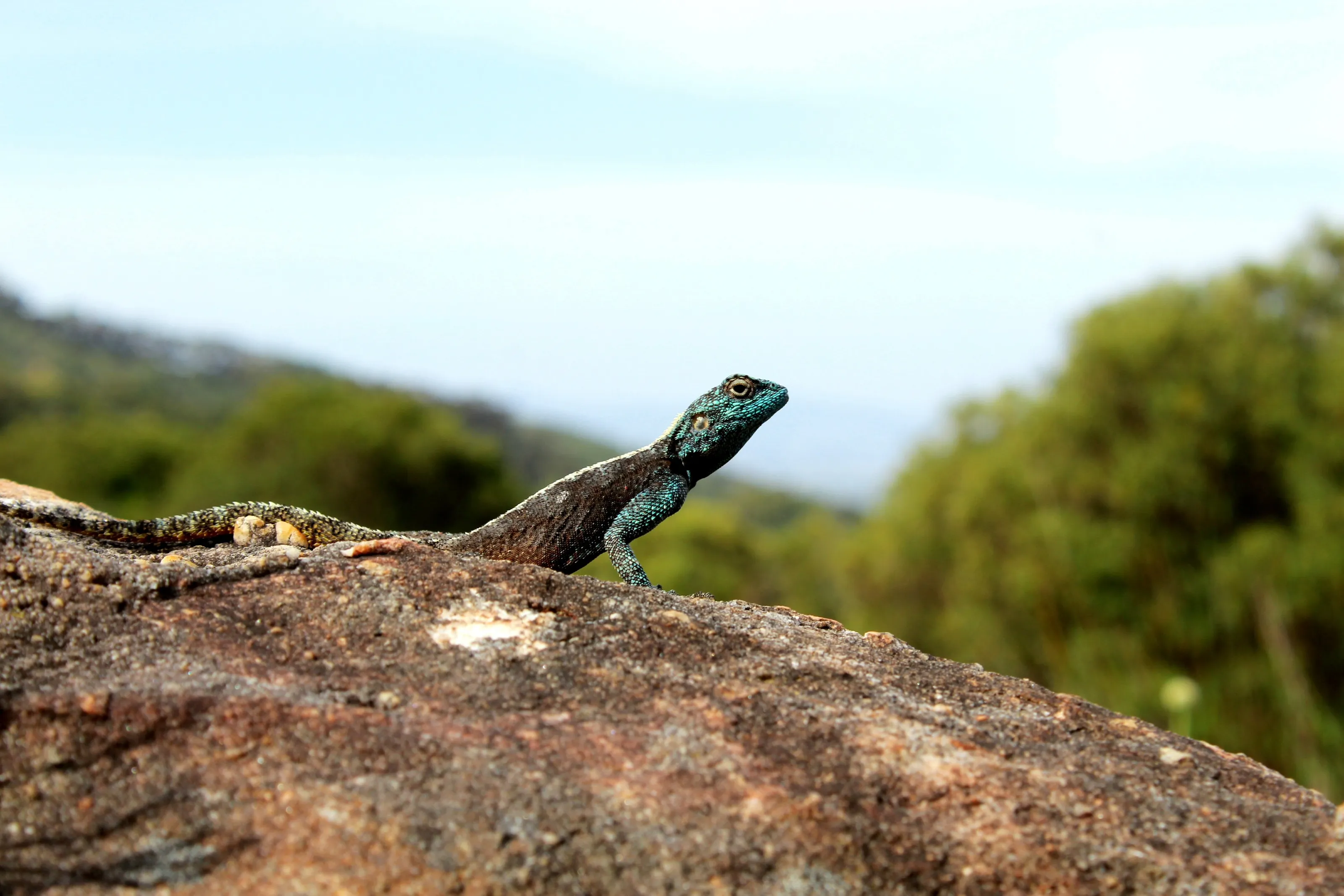Southern Rock Agama