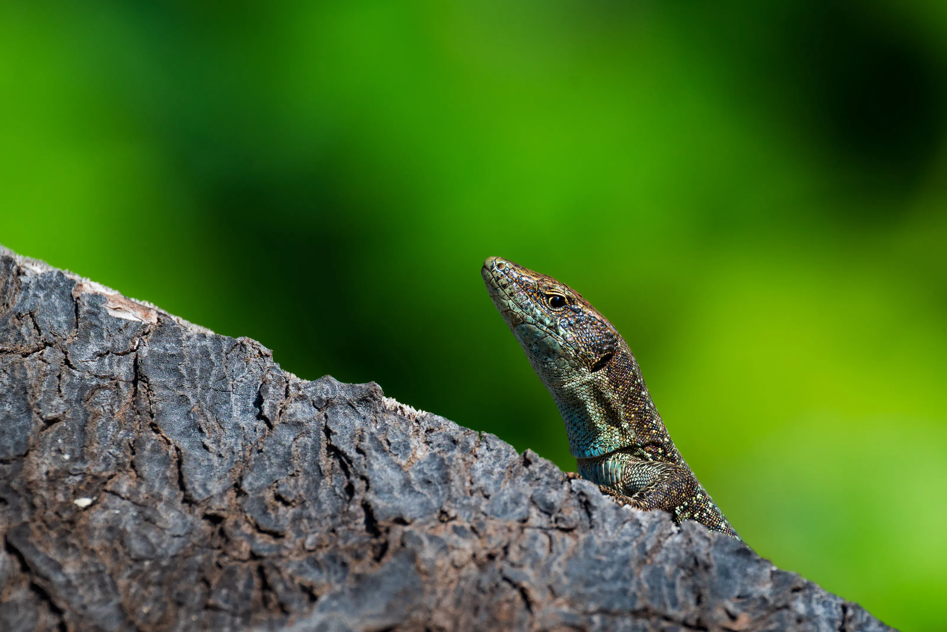 Lizard
