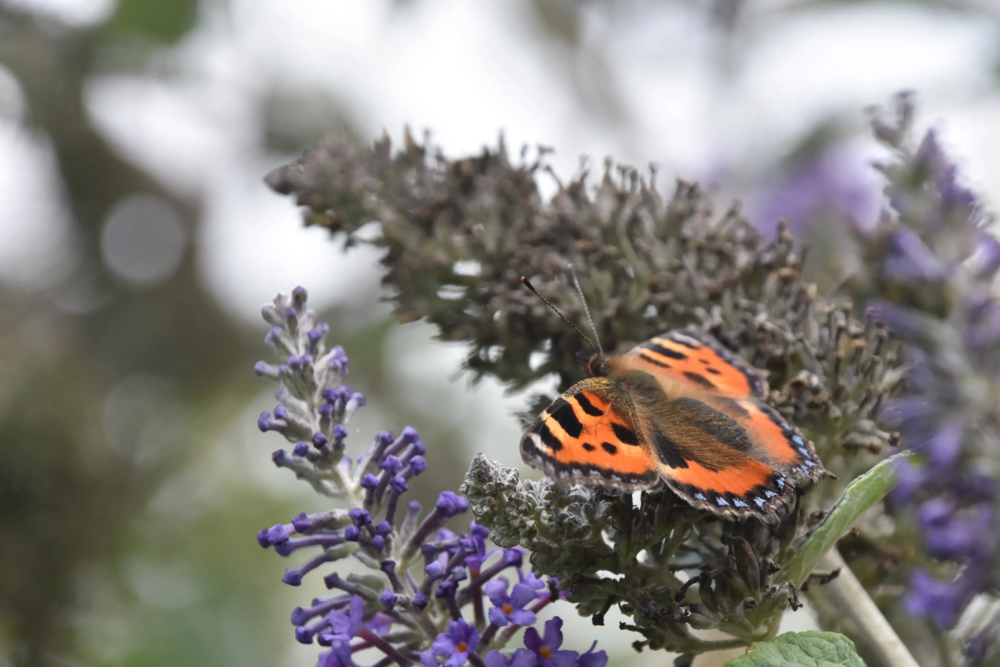 Tortoiseshell Butterfly on lavender