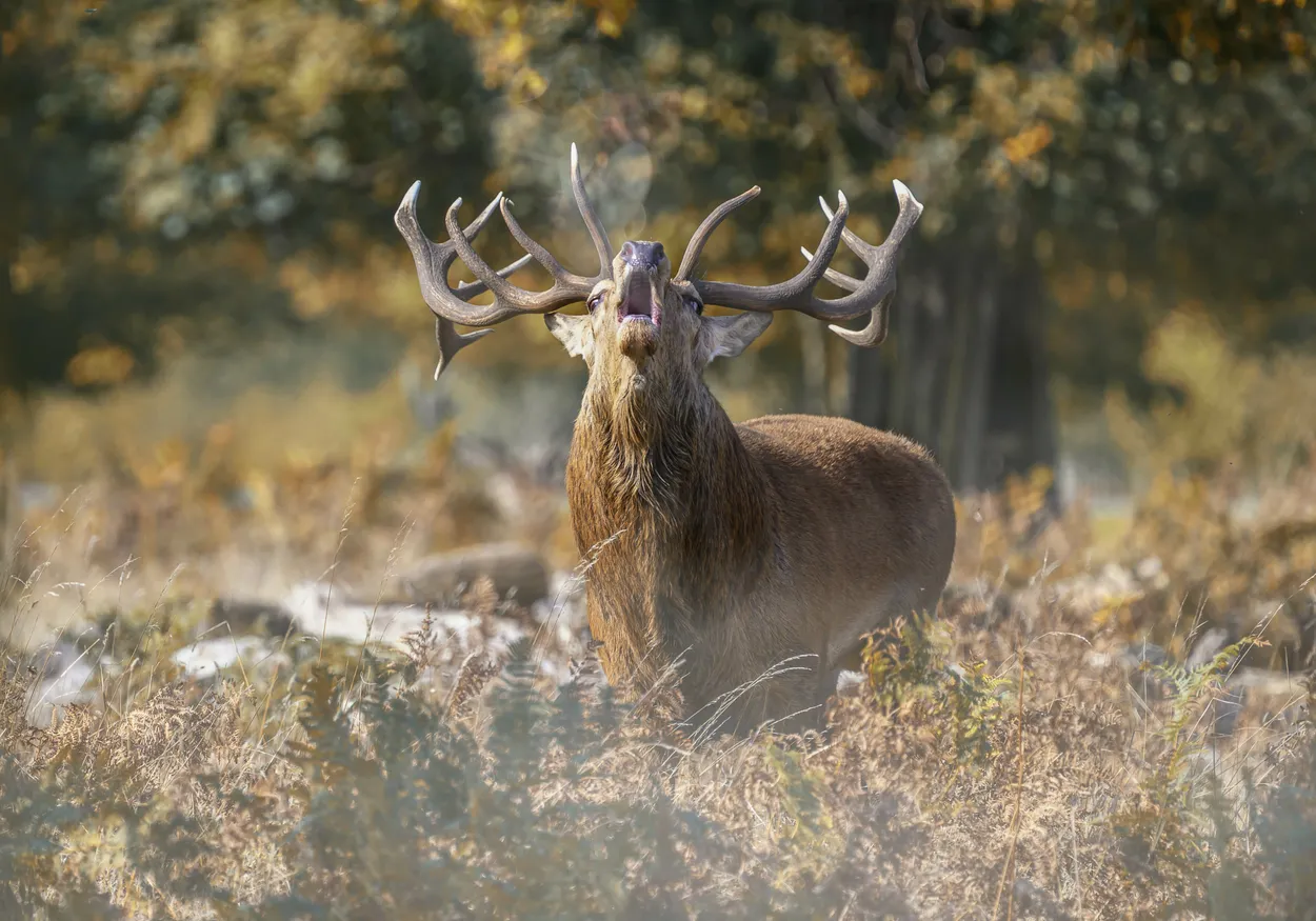 The Autumn Call