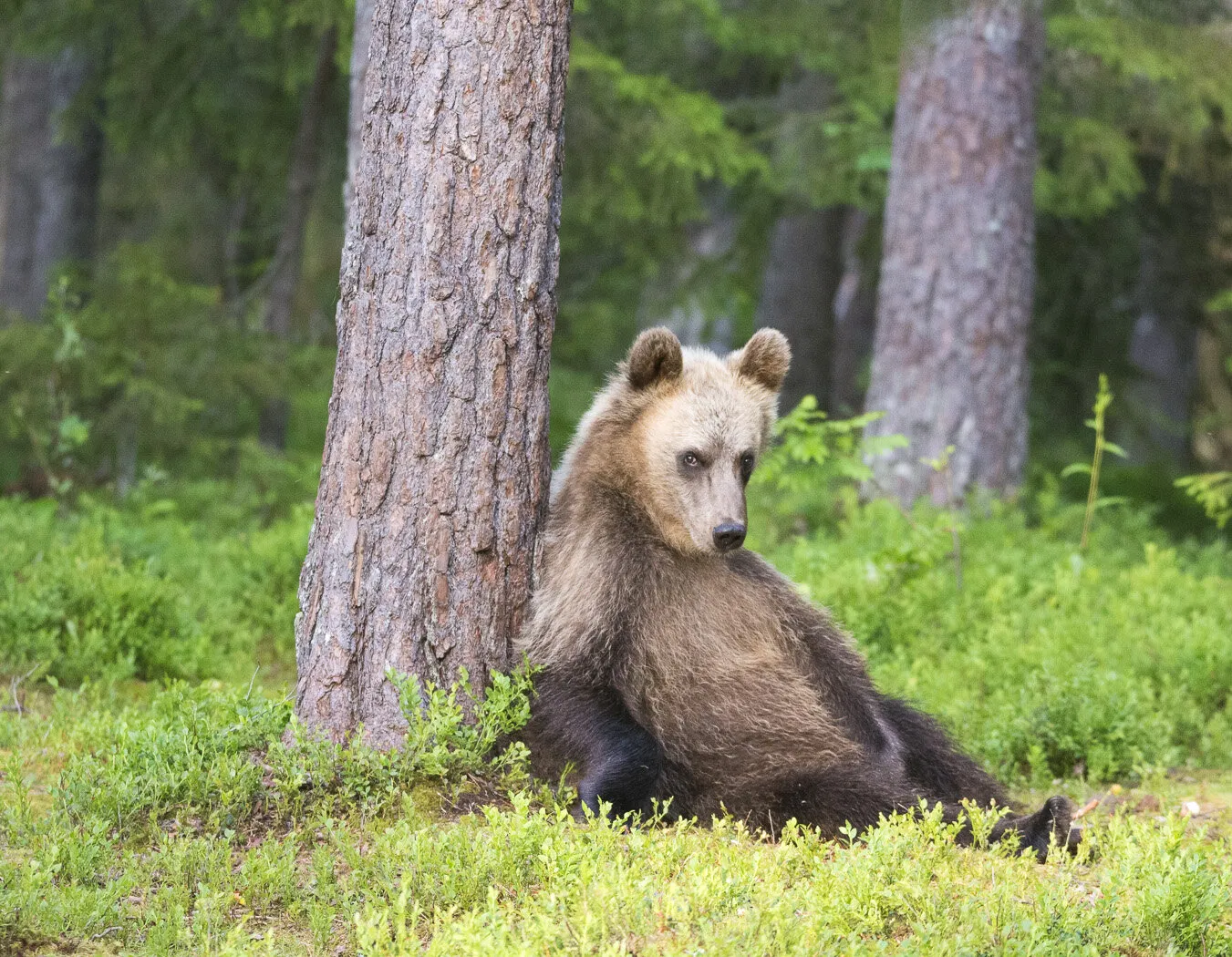 Resting Bear