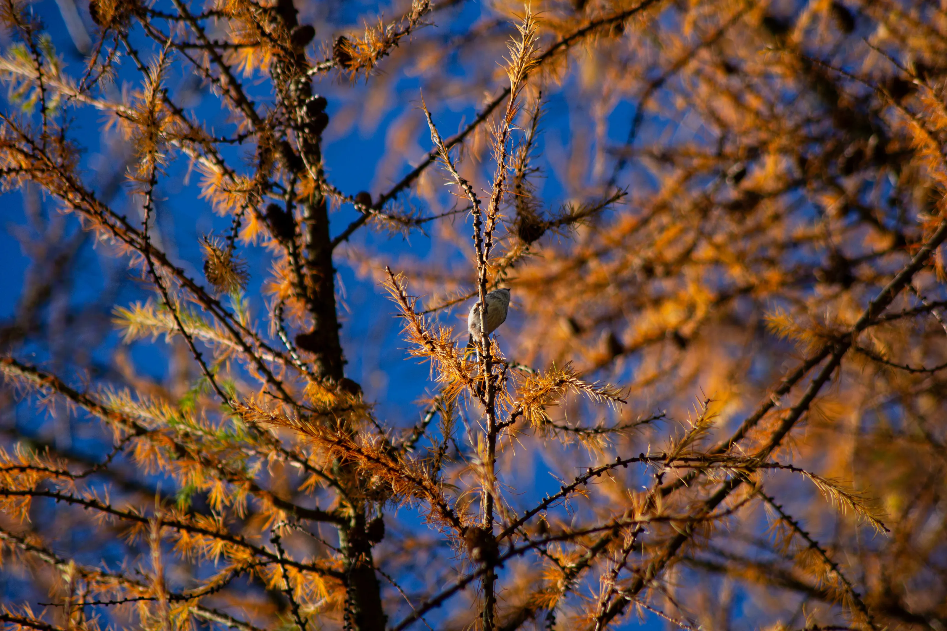 Autumn trees with a bird