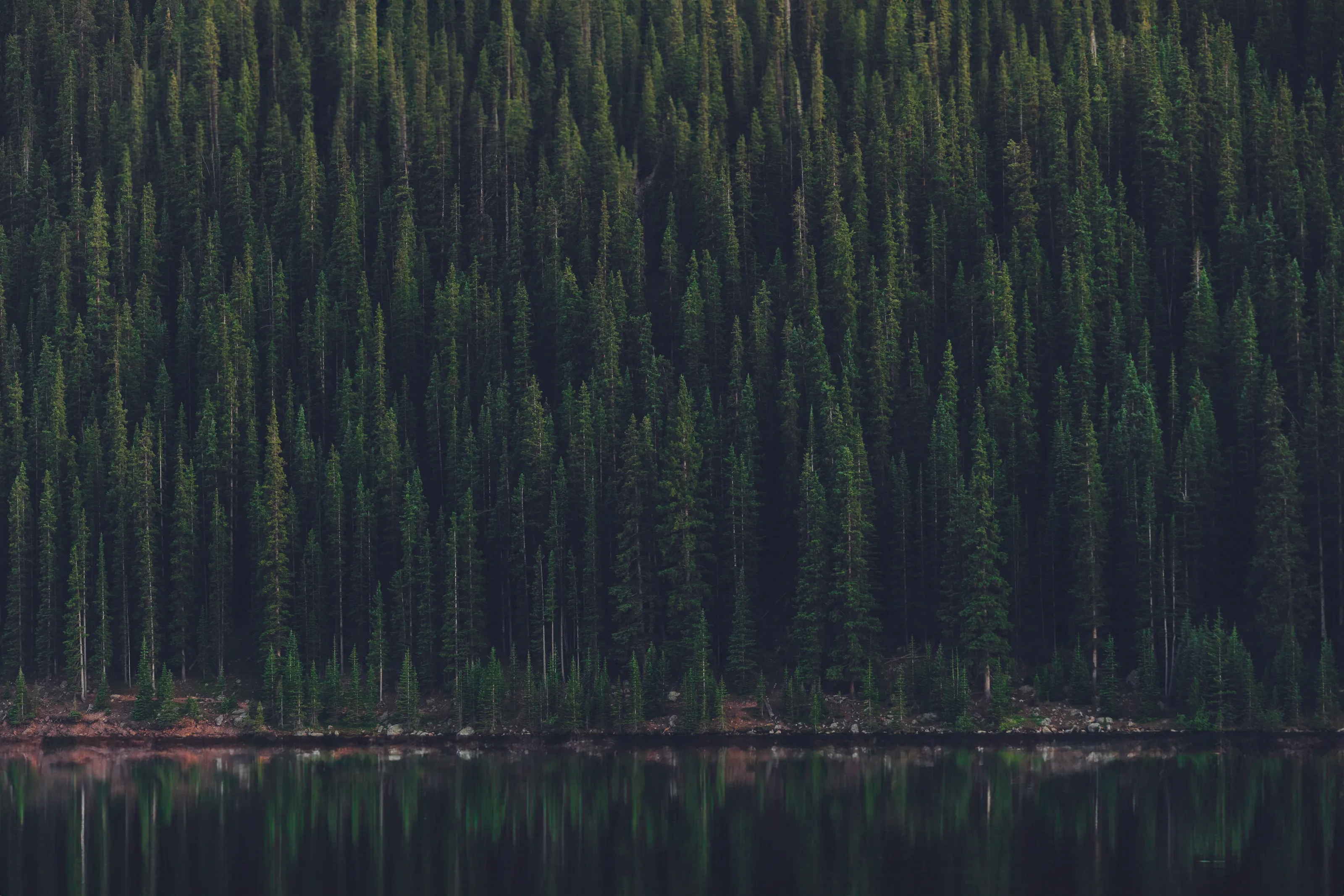 The Tranquil Forest