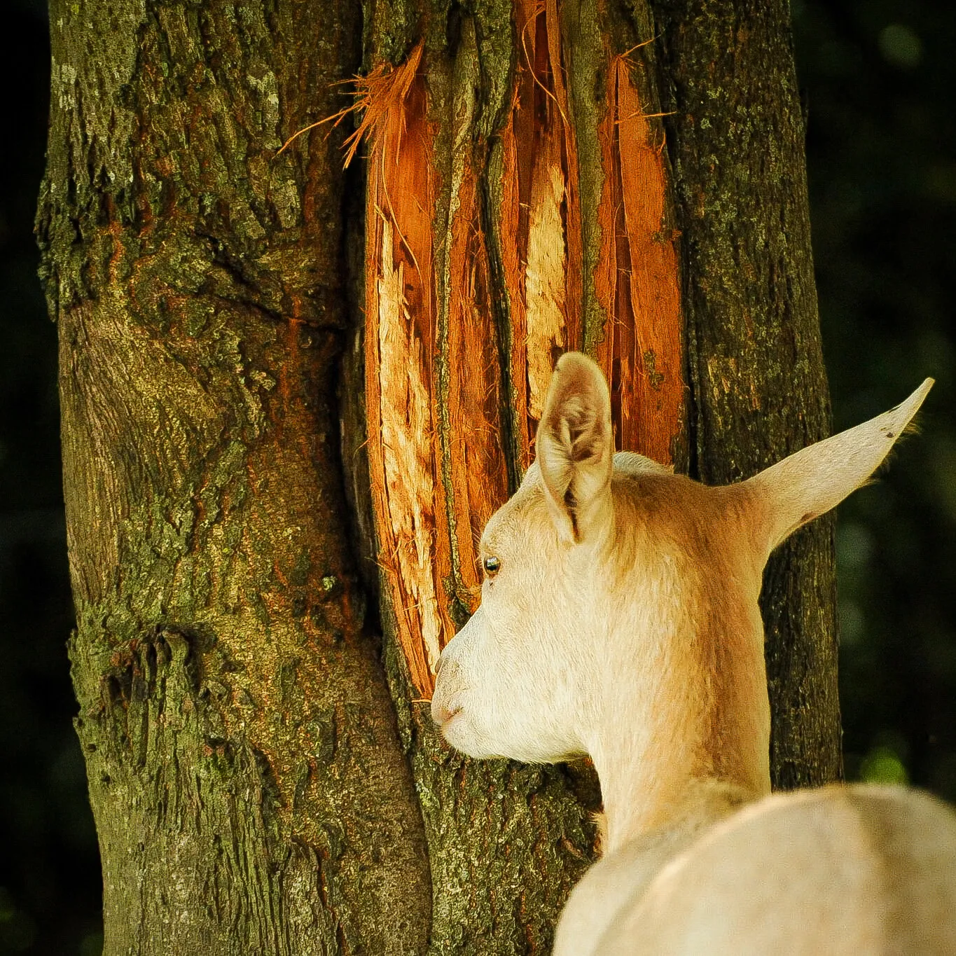Faim de loup pour une chèvre