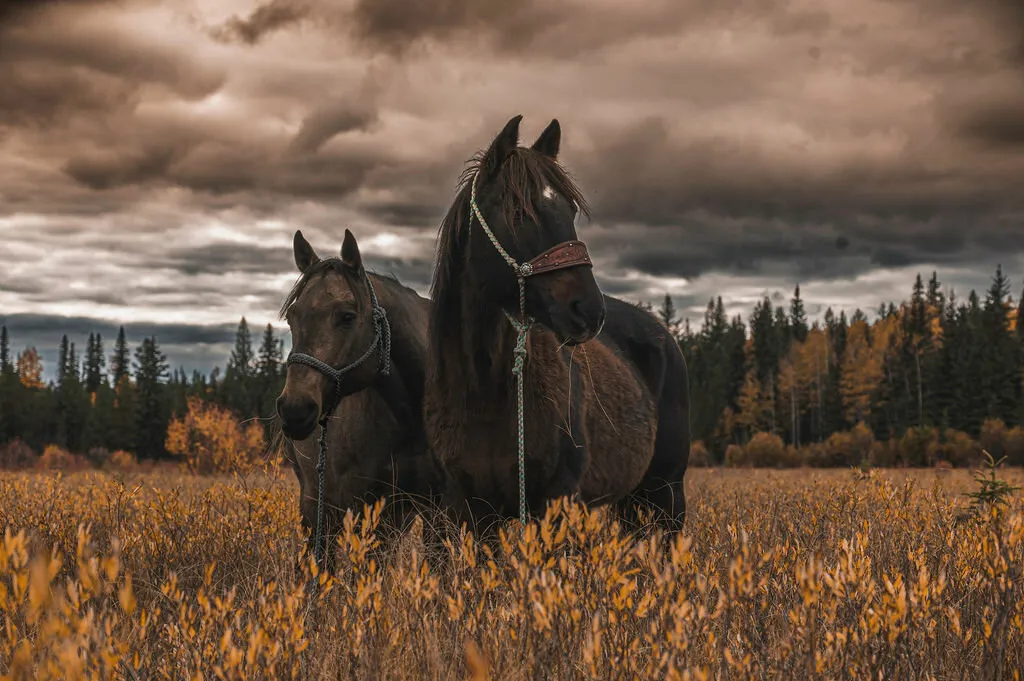 Last days in an autumn field
