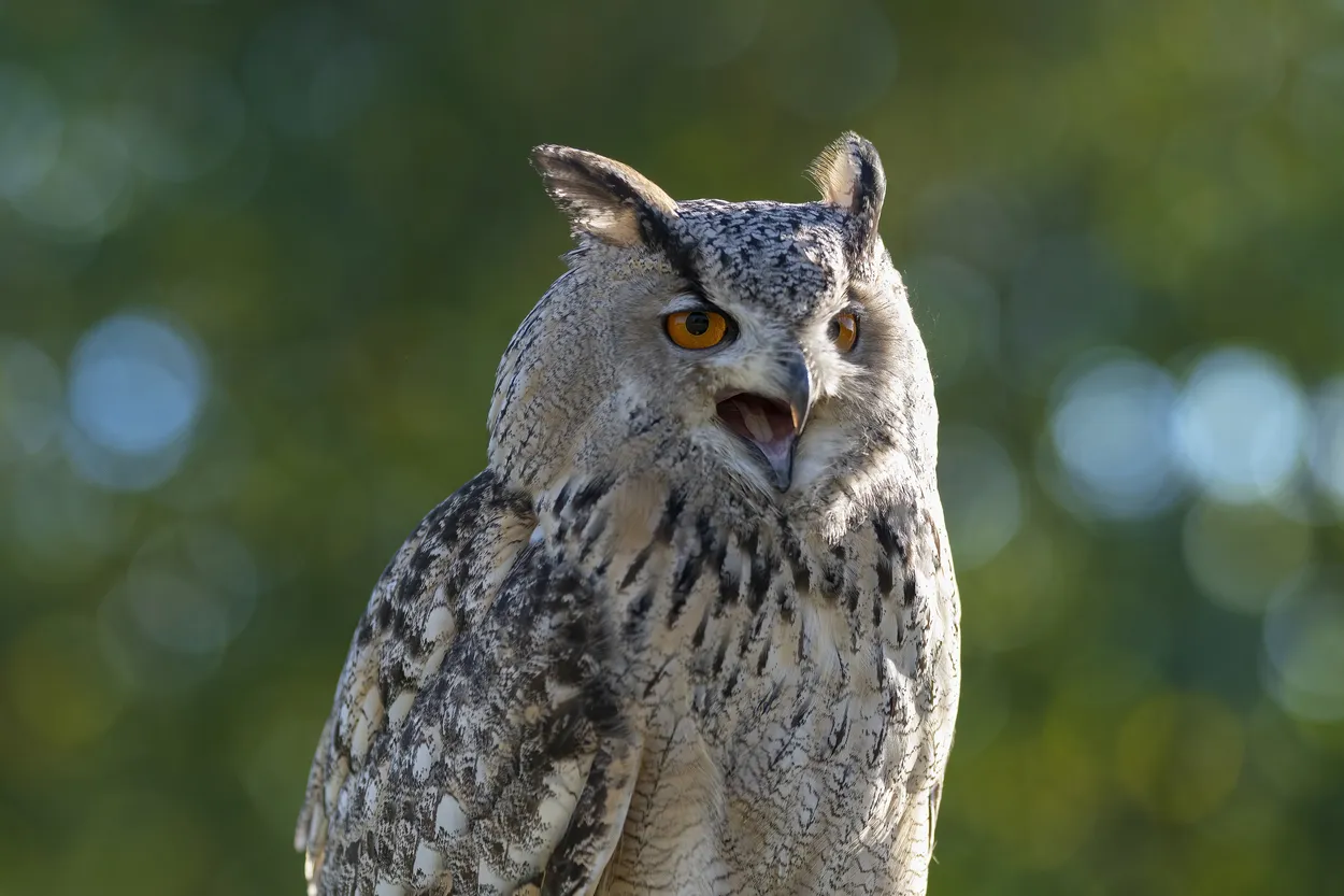 Entry 18398158