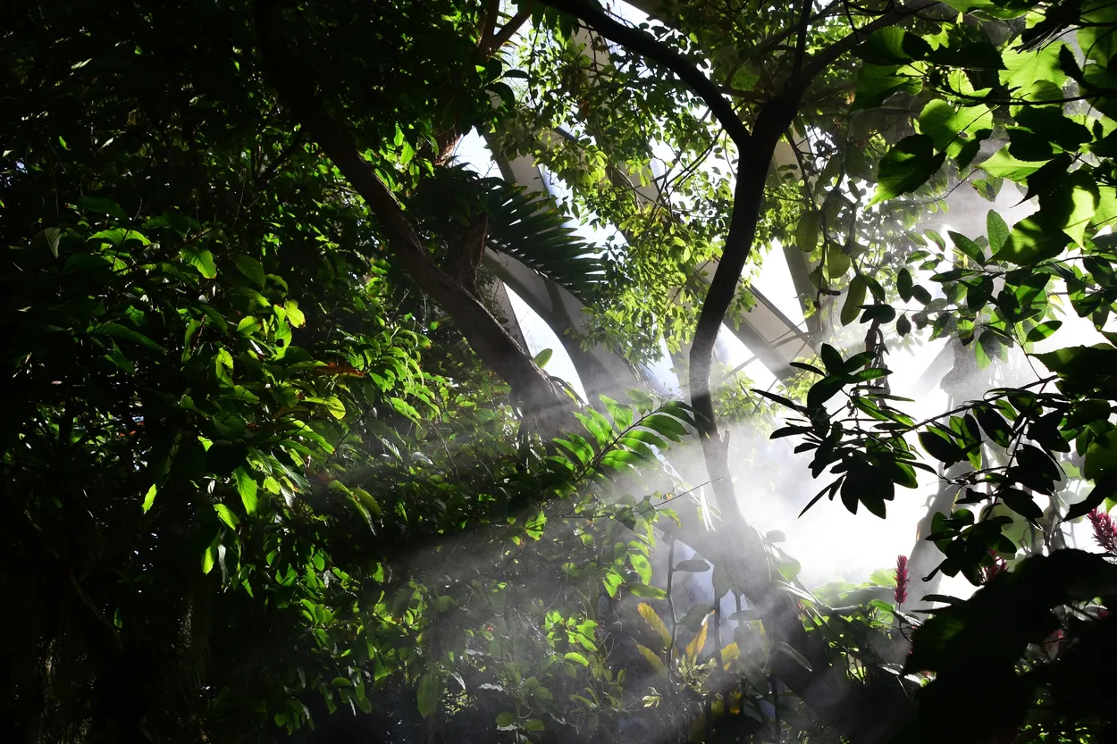 Light Rays